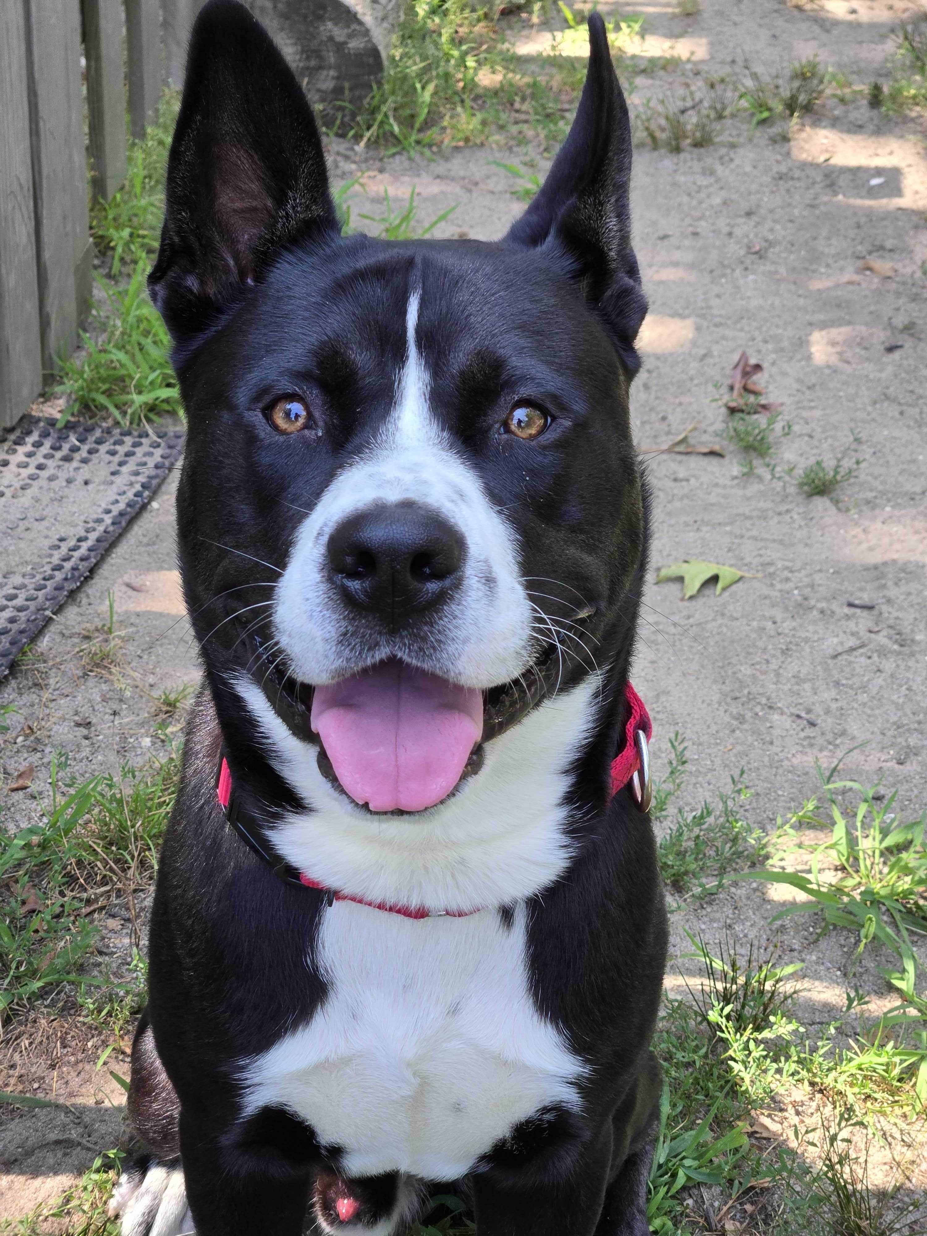 Rocco, a ADOPTABLE Mixed Breed in Nantucket, MA image 1/2