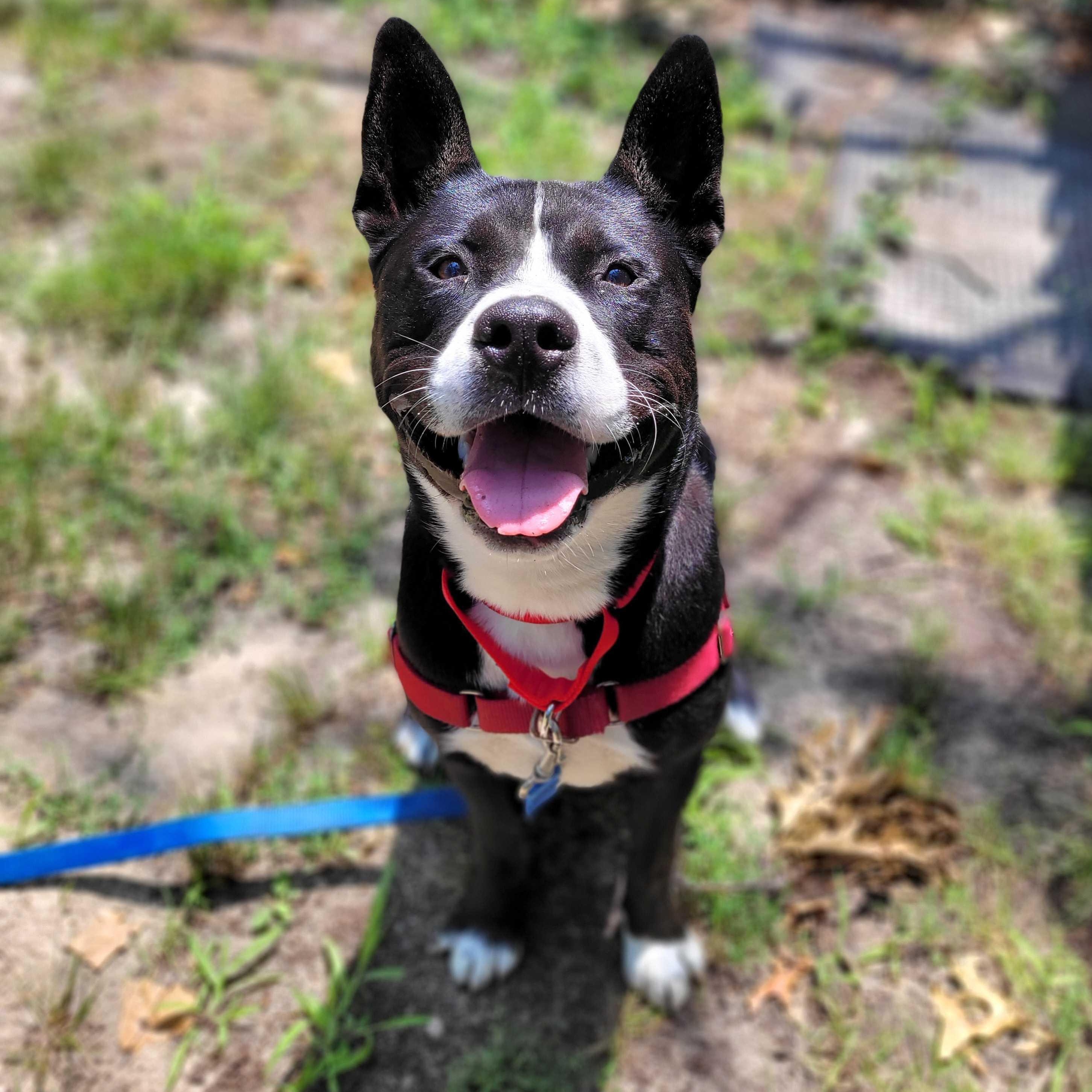 Rocco, ADOPTABLE, Young Male Mixed Breed.