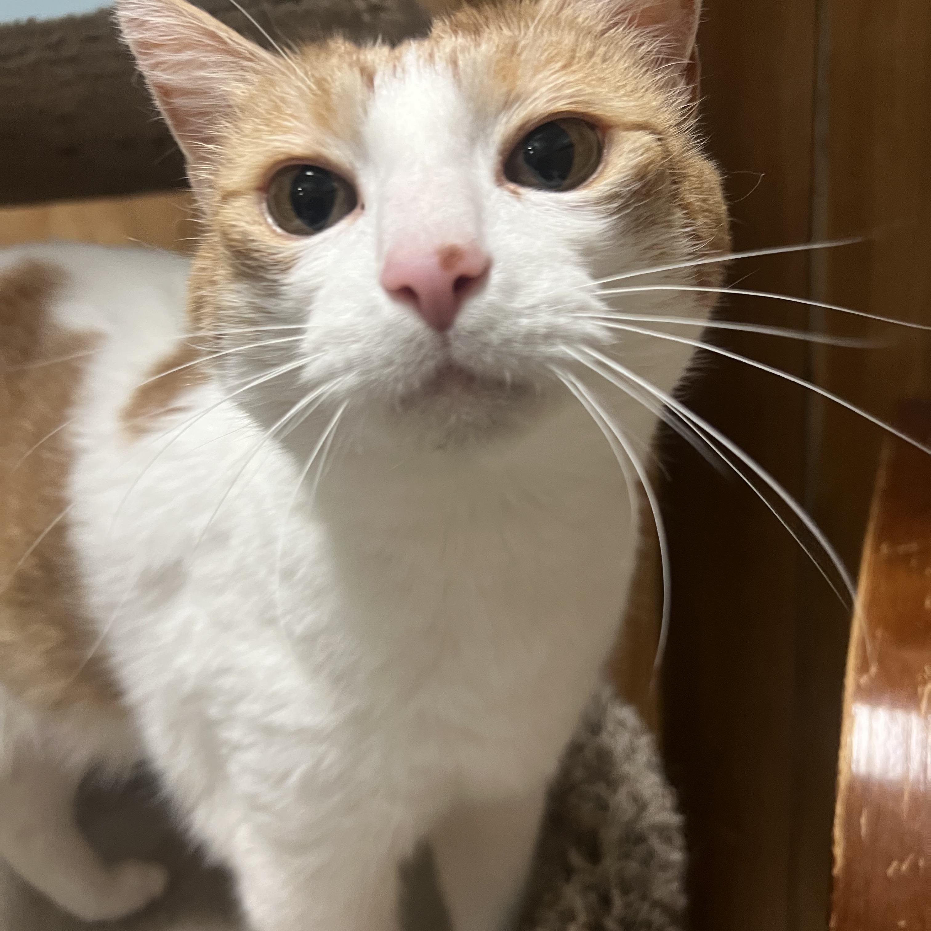 Roy, ADOPTABLE, Adult Male Domestic Short Hair.