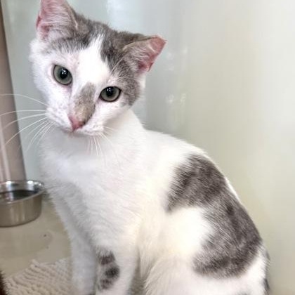 FROSTING, an adopted mixed breed in Fernandina Beach, FL image 1/3