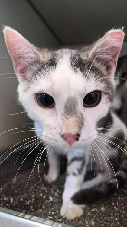 FROSTING, an adopted mixed breed in Fernandina Beach, FL image 3/3