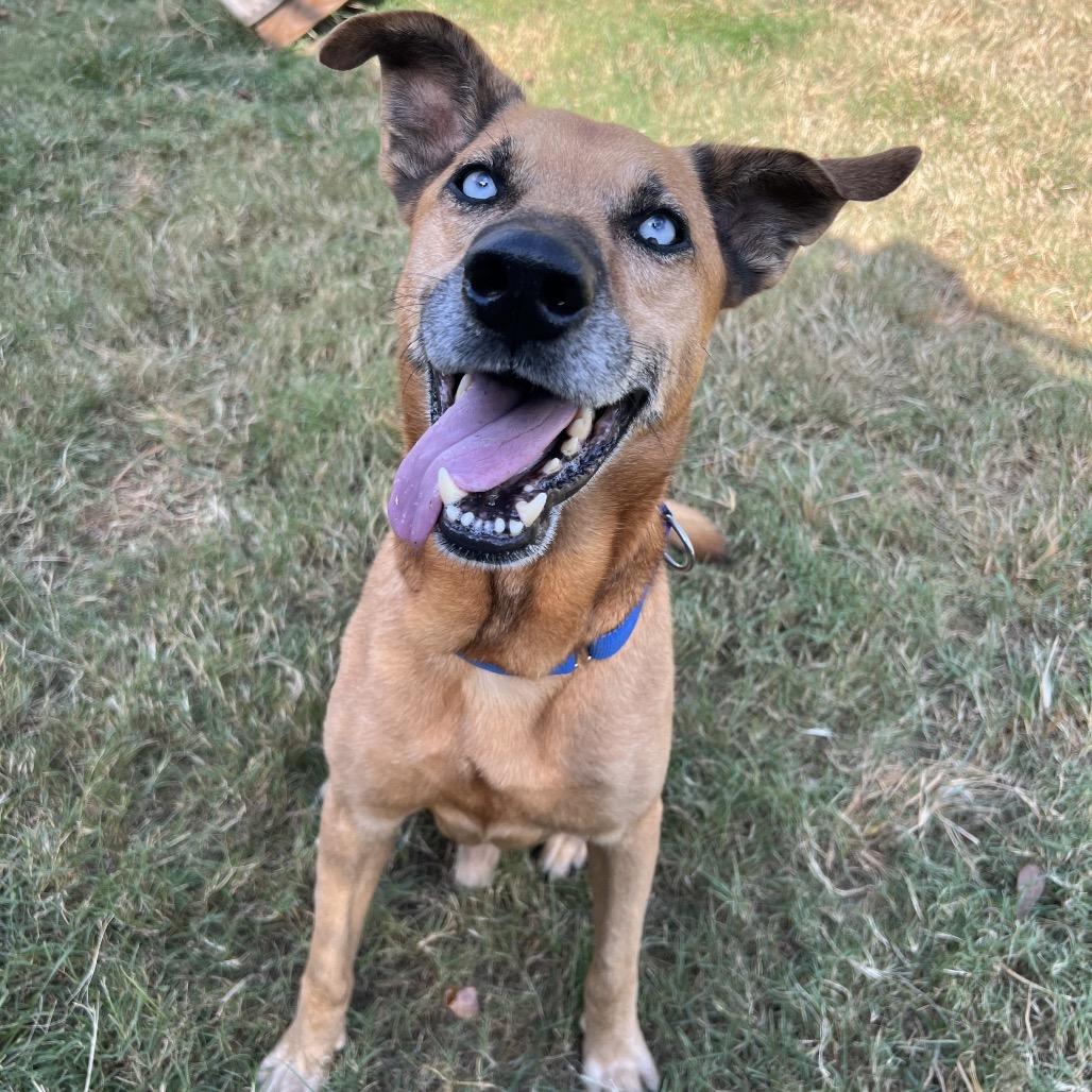 Diamond, a Adoptable Husky in Grand Rapids, MI image 1/6