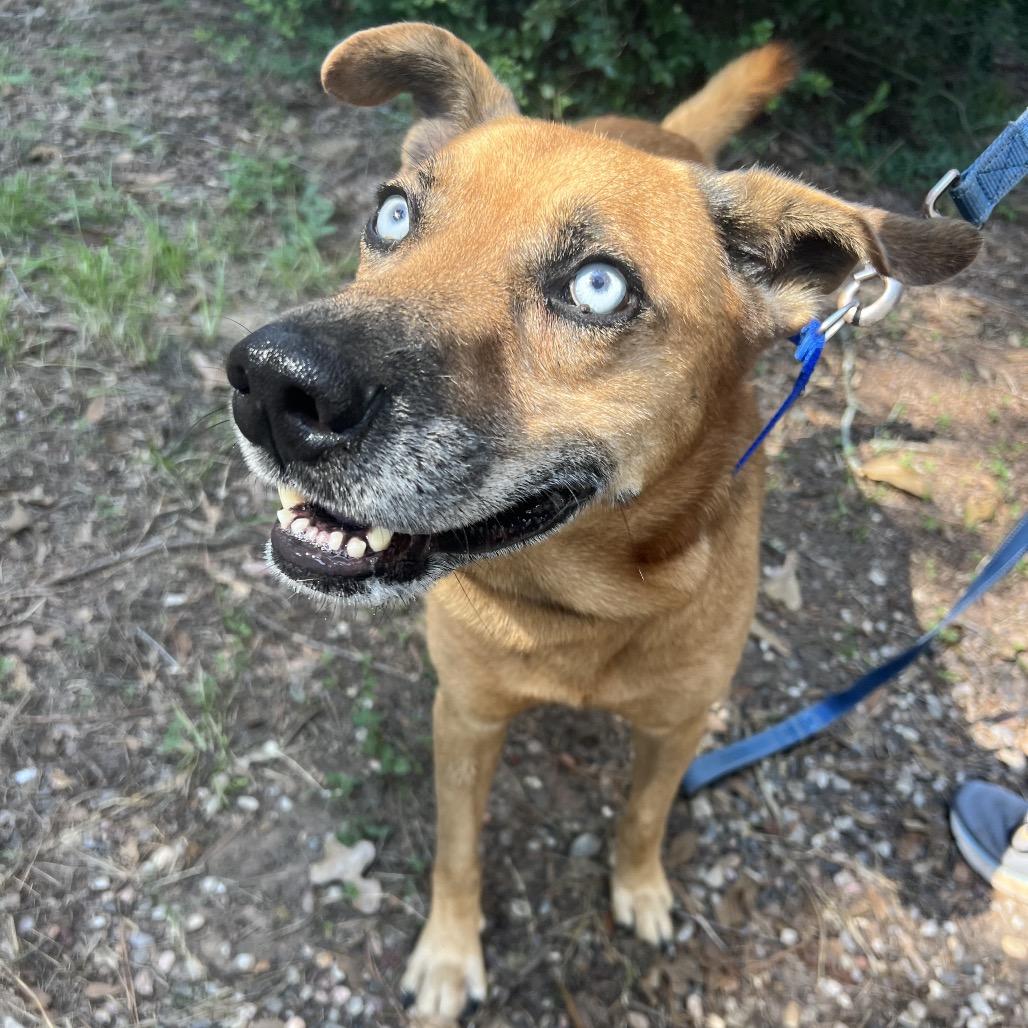 Diamond, a Adoptable Husky in Grand Rapids, MI image 3/6