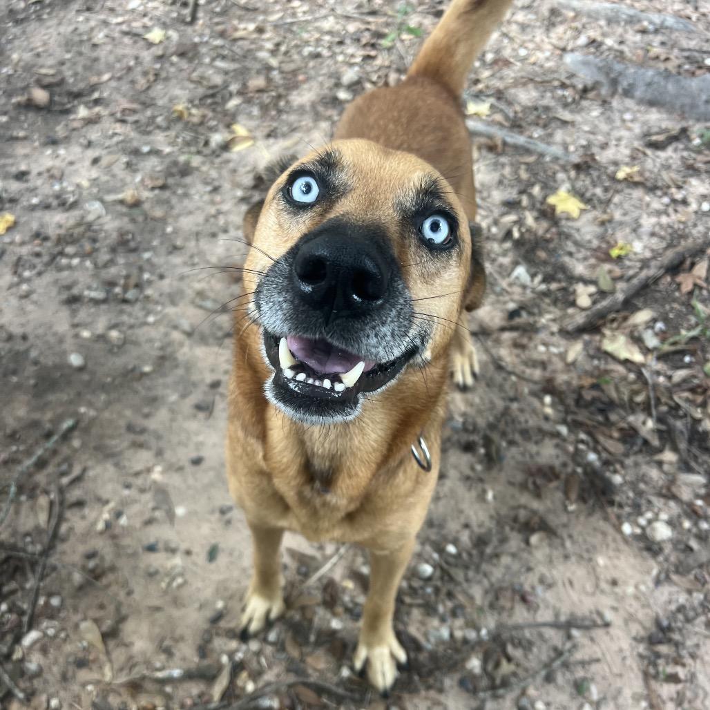 Diamond, a Adoptable Husky in Grand Rapids, MI image 4/6