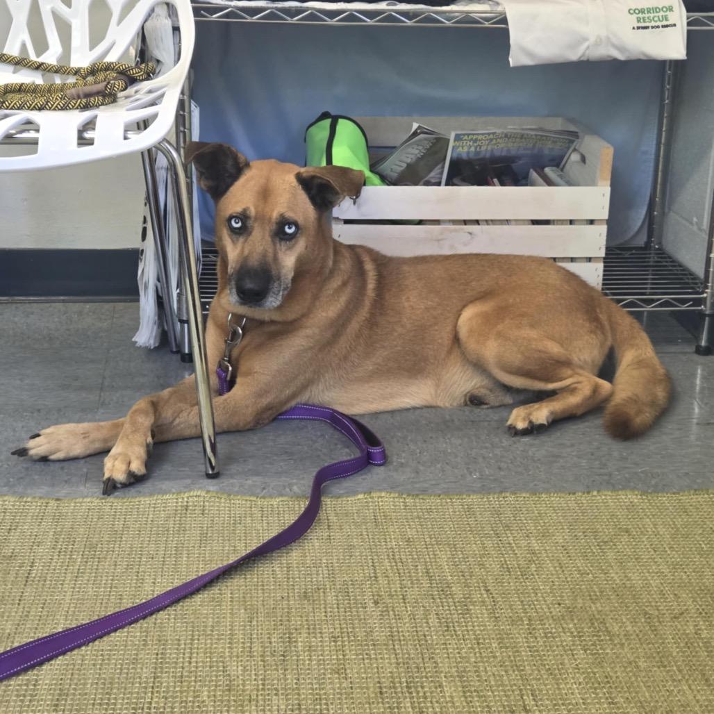 Diamond, a Adoptable Husky in Grand Rapids, MI image 5/6