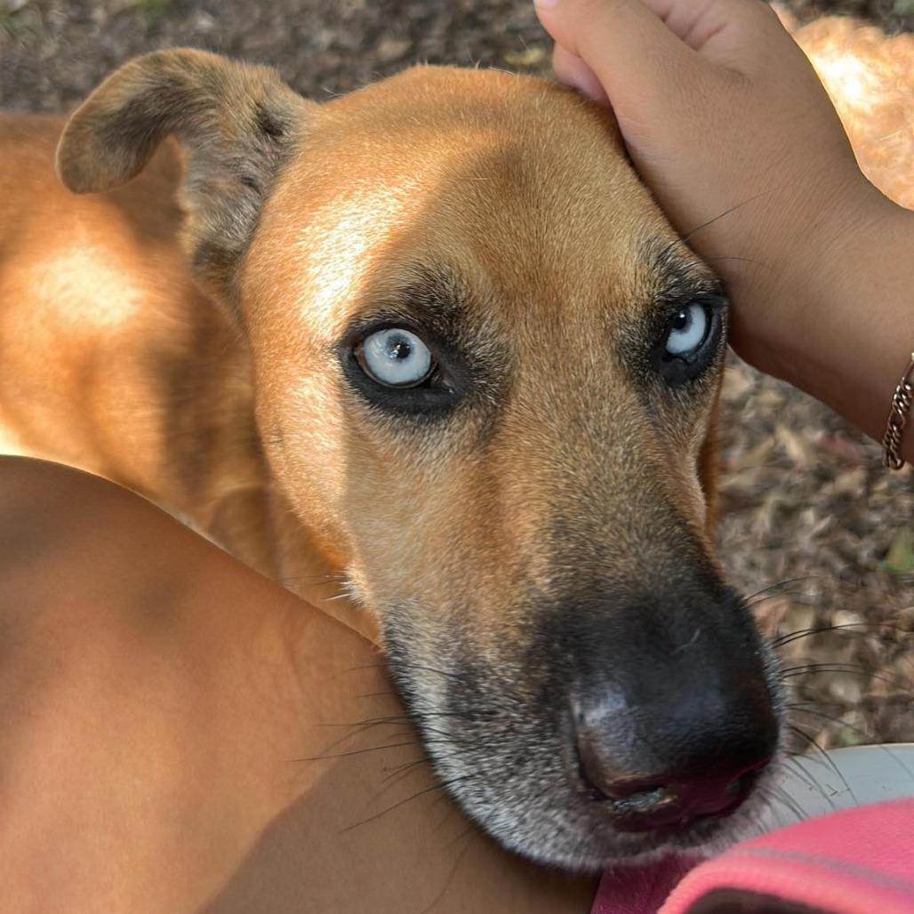 Diamond, a Adoptable Husky in Grand Rapids, MI image 6/6