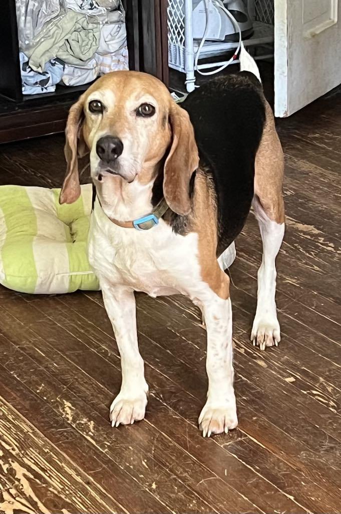 Weston, an adoptable Beagle in Spring Hill, TN, 37174 | Photo Image 2