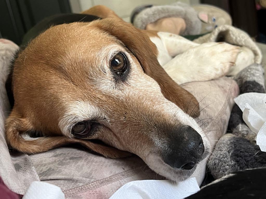 Weston, an adoptable Beagle in Spring Hill, TN, 37174 | Photo Image 1