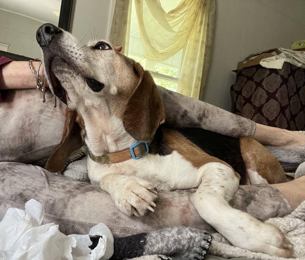 Weston, an adoptable Beagle in Spring Hill, TN, 37174 | Photo Image 3