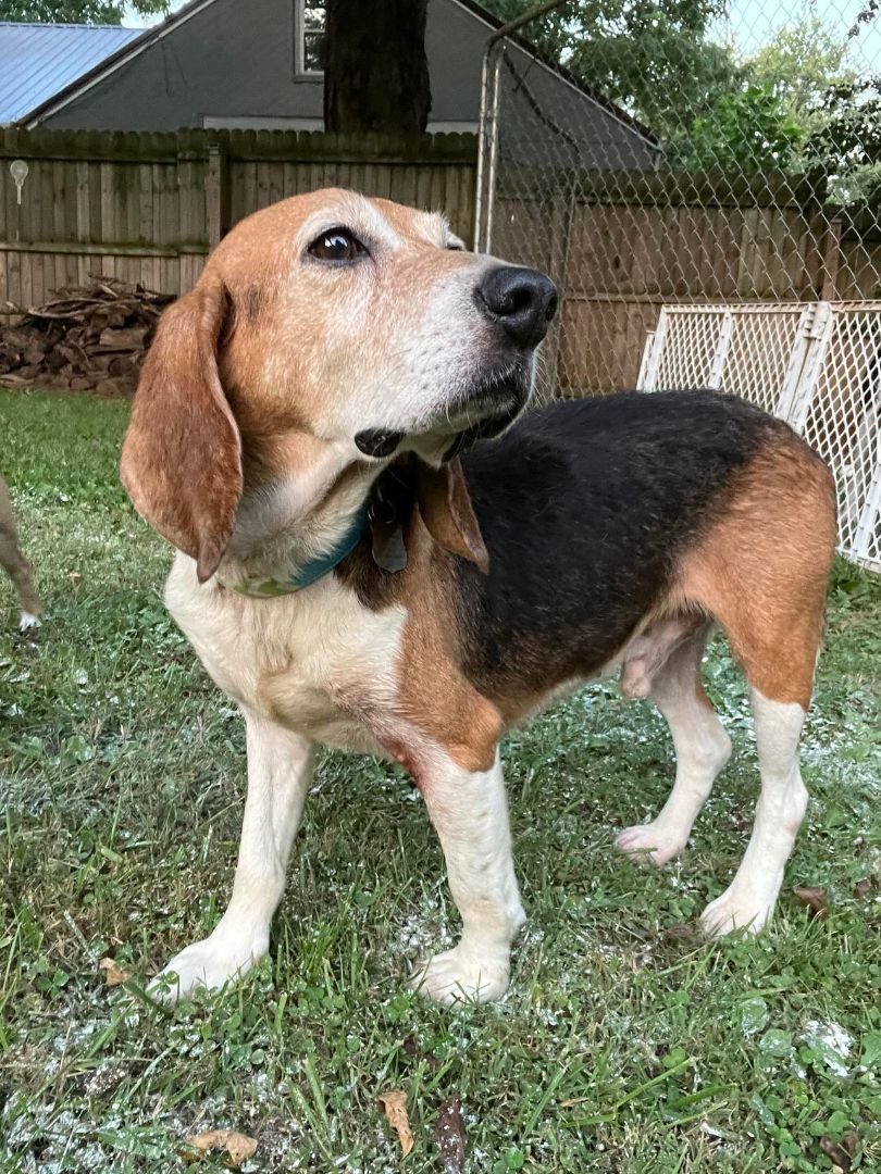 Weston, an adoptable Beagle in Spring Hill, TN, 37174 | Photo Image 4