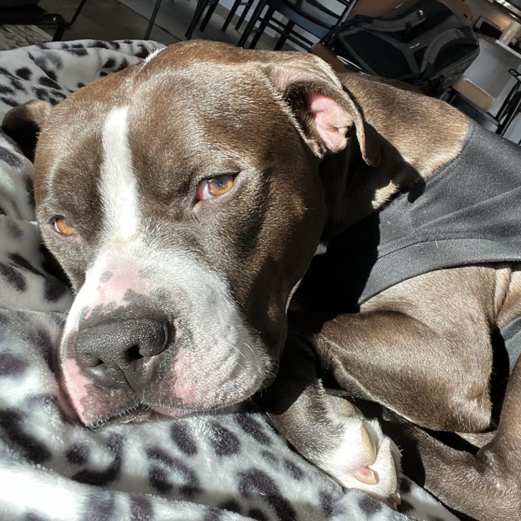 Khonshu — thumbnail 3