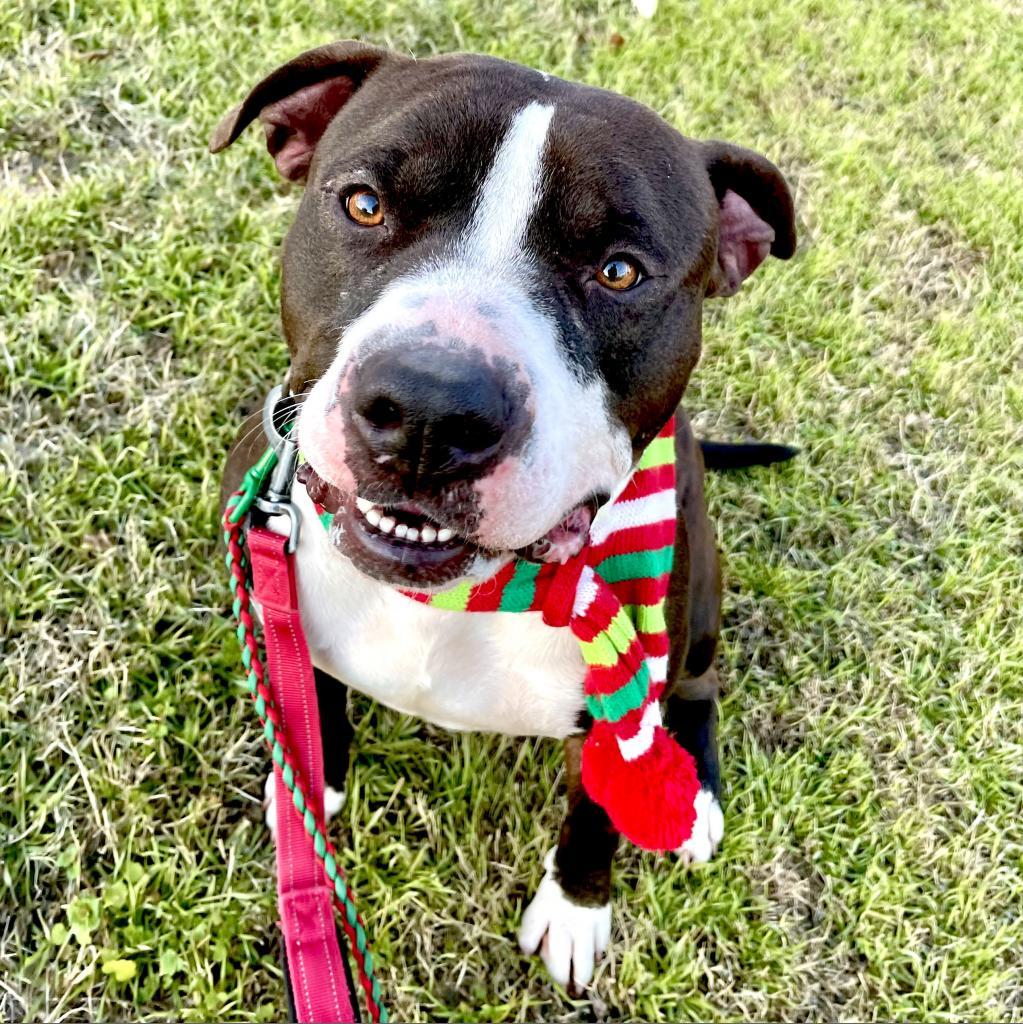 Khonshu — thumbnail 4