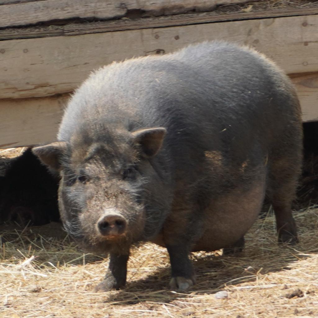Merry, a Adoptable Pig in Asheville, NC image 1/6