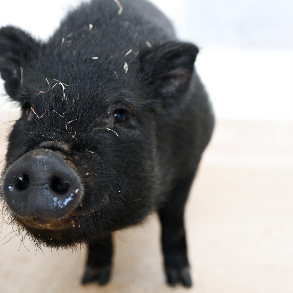 Merry, a Adoptable Pig in Asheville, NC image 3/6
