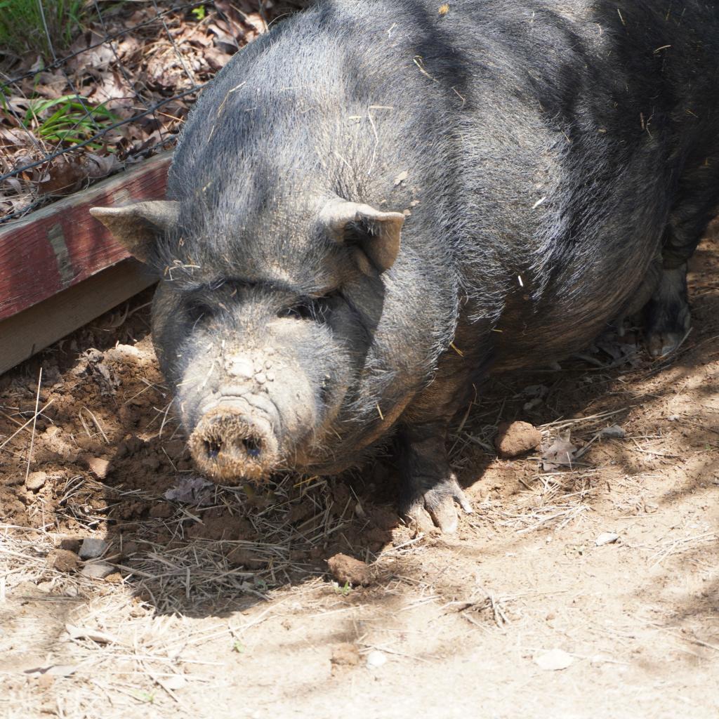 Merry, a Adoptable Pig in Asheville, NC image 4/6