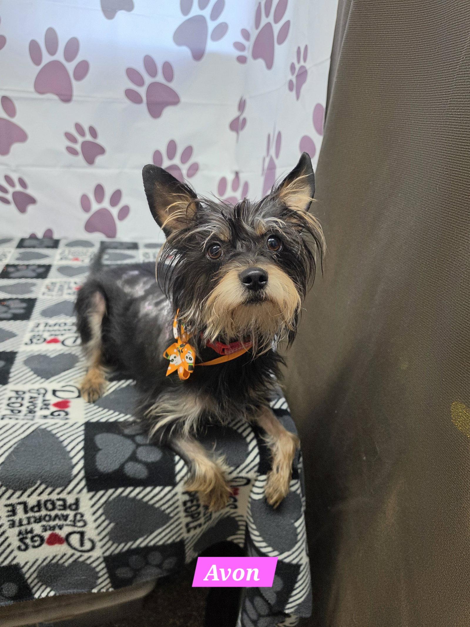 Enlarge Avon, a Adoptable Yorkshire Terrier in Metairie, LA image 1/1