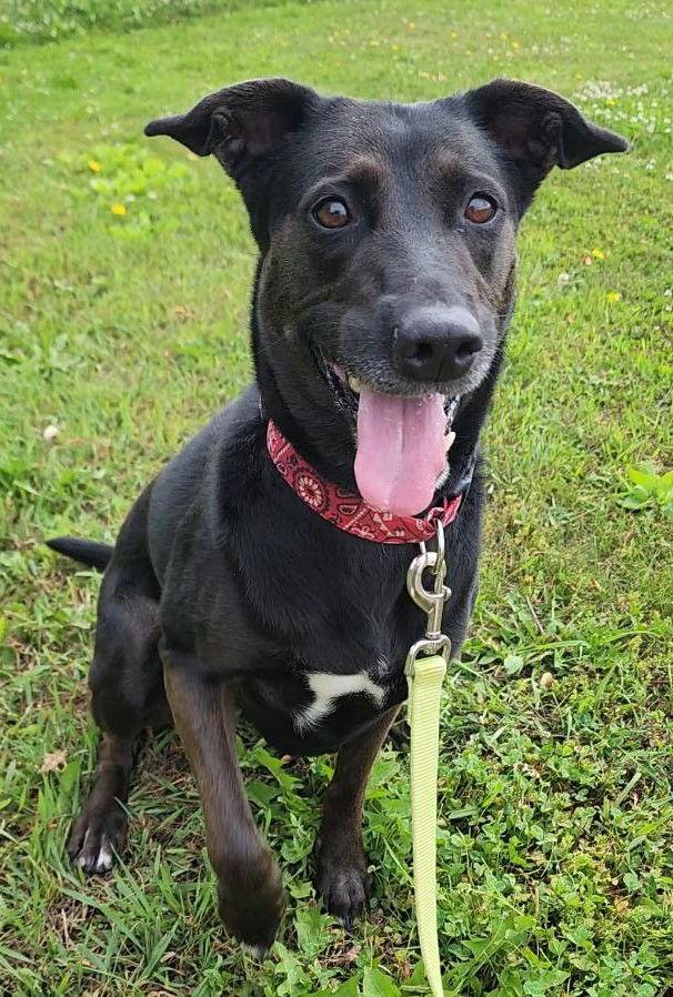 Rugar, Adoptable, Adult Male Labrador Retriever.