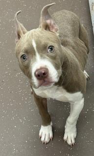 Enlarge Iris, a Adoptable mixed breed in South Bend, IN image 1/1