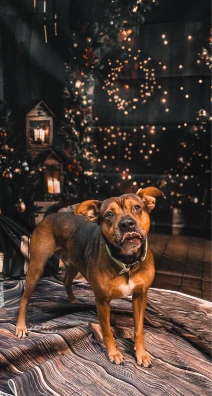 Enlarge EJ, a Adoptable mixed breed in Vincennes, IN image 1/1