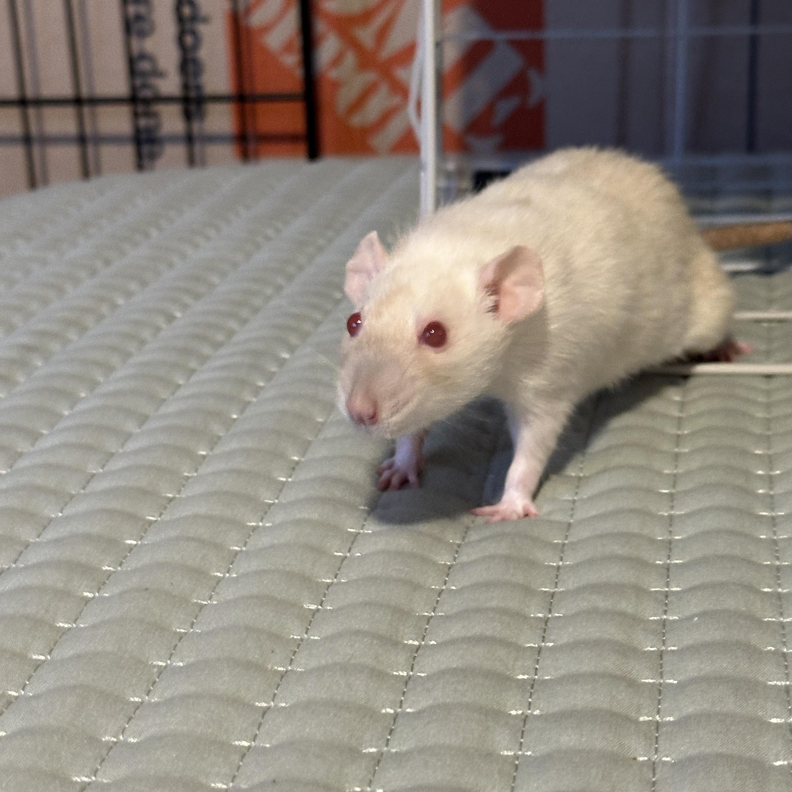 Cologne, Chanel and Prada, a Adoptable Rat in Los Angeles, CA image 5/5