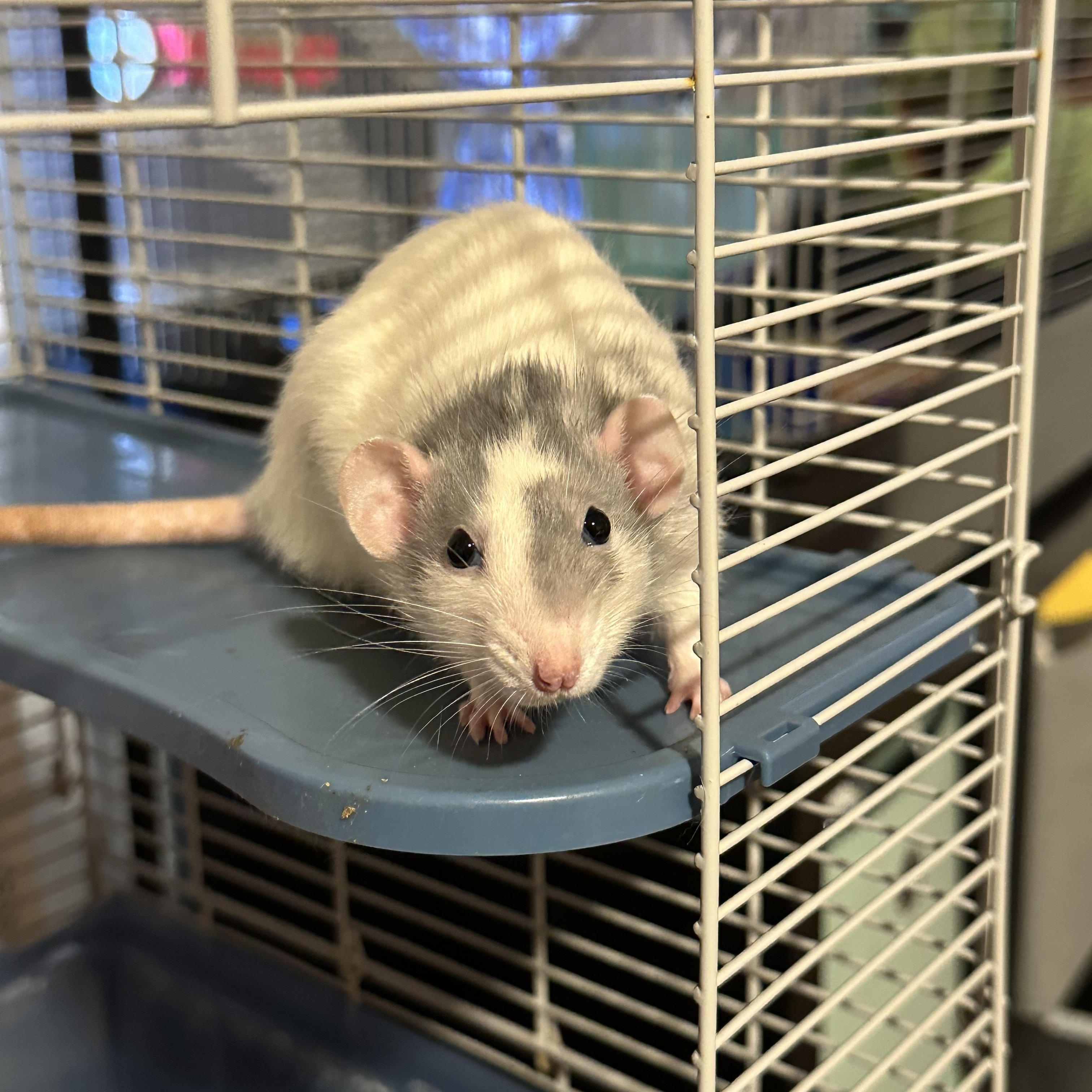 Cologne, Chanel and Prada, a Adoptable Rat in Los Angeles, CA image 4/5