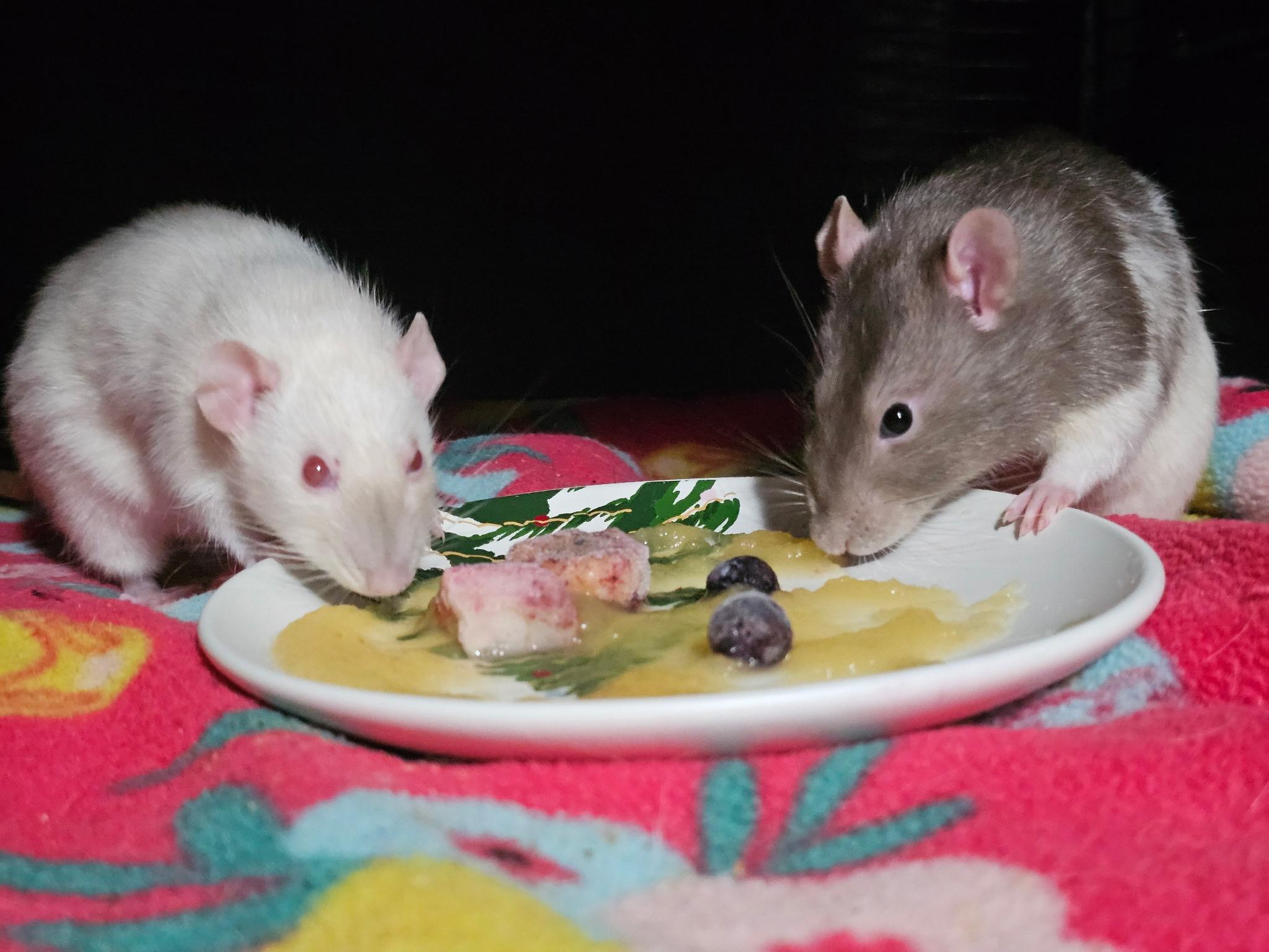 Enlarge Cologne and Prada, a Adoptable Rat in Los Angeles, CA image 2/3