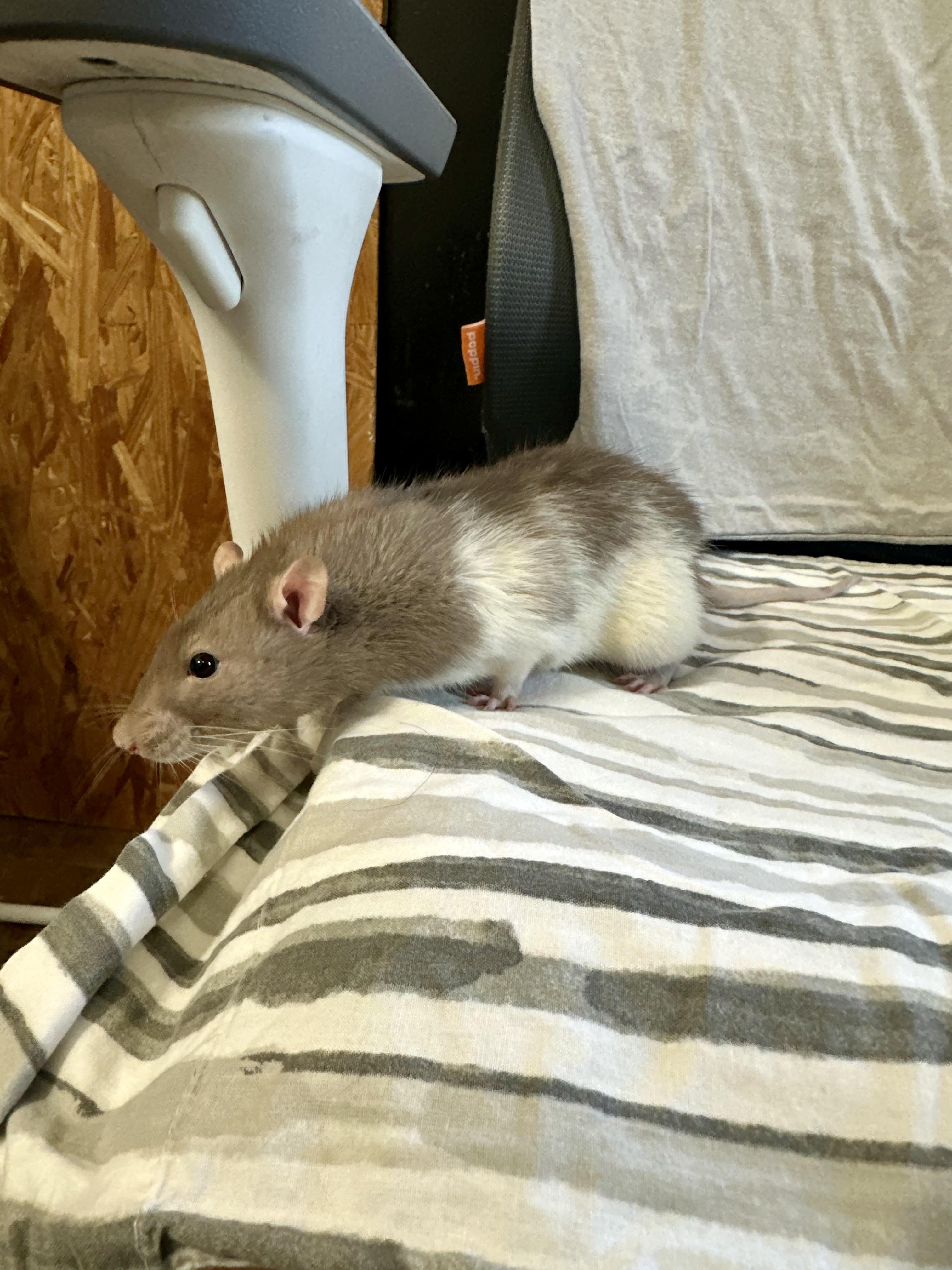 Enlarge Cologne, a Adoptable Rat in Irvine, CA image 2/4