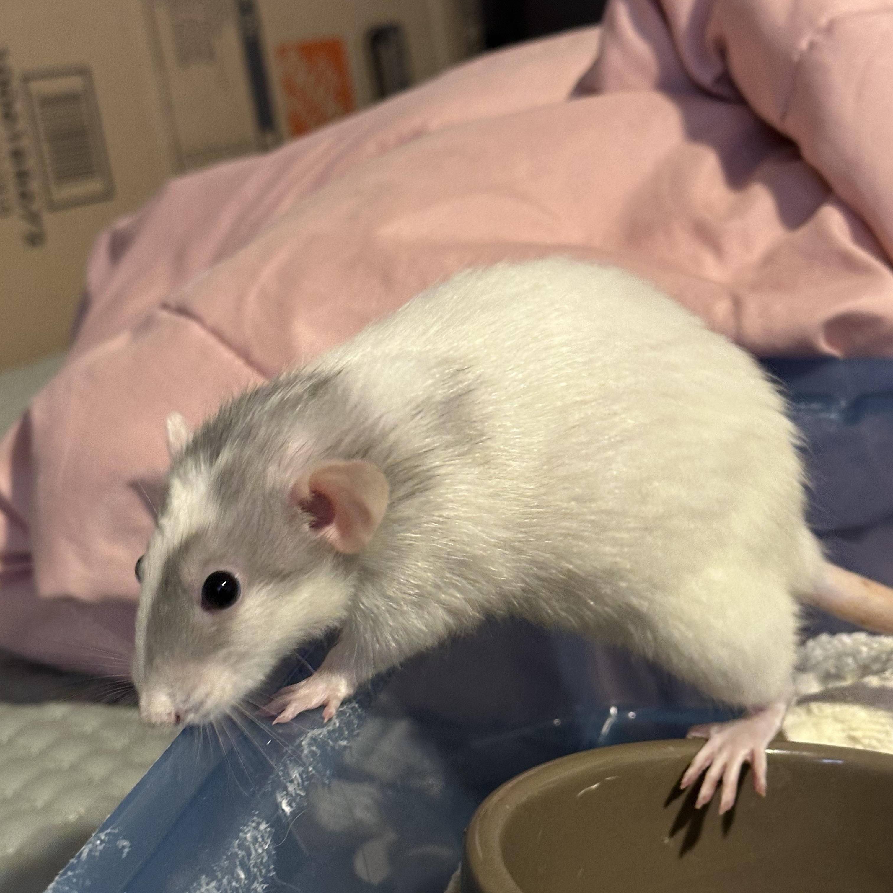 Cologne, Chanel and Prada, a Adoptable Rat in Los Angeles, CA image 3/5