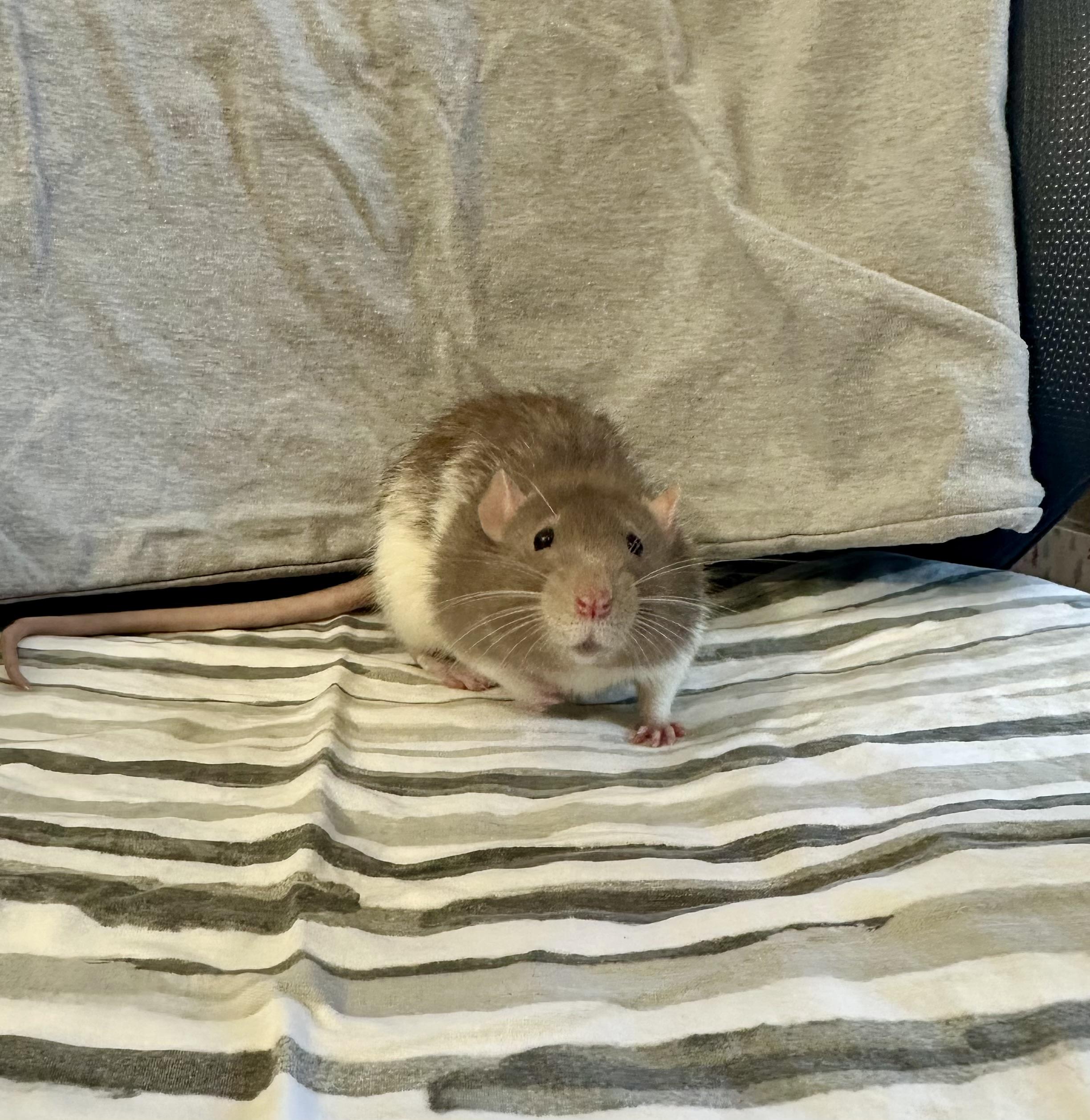 Enlarge Cologne, a Adoptable Rat in Irvine, CA image 4/4