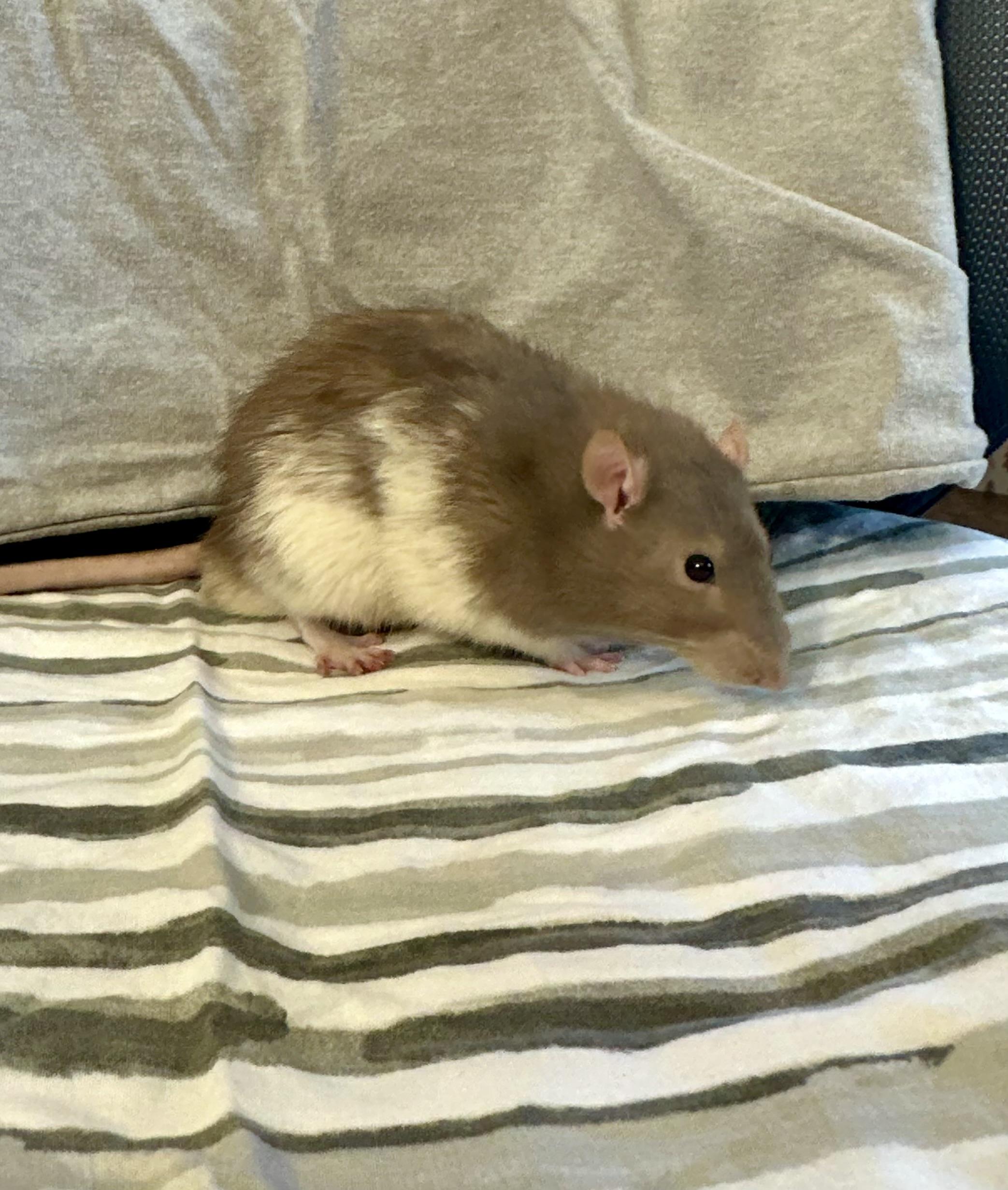 Enlarge Cologne, a Adoptable Rat in Irvine, CA image 3/4