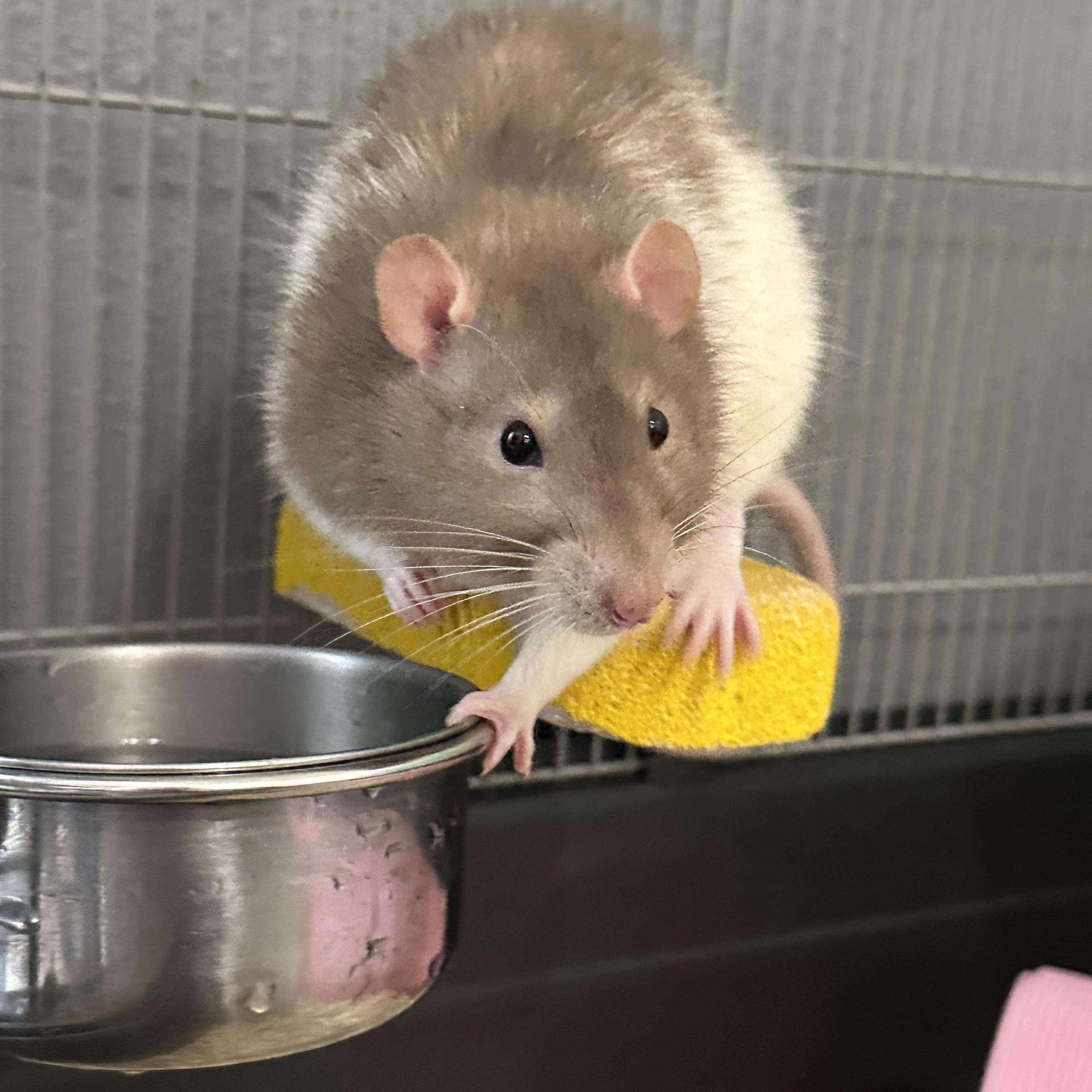 Cologne, Adoptable, Adult Male Rat.