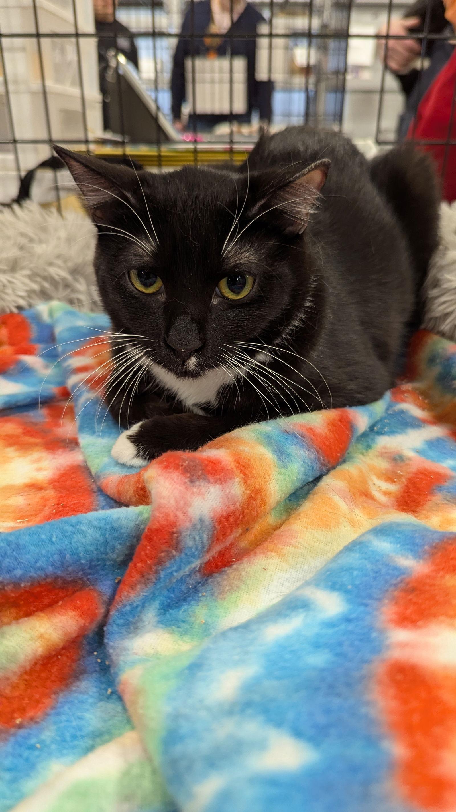 Tyra 5618, Adoptable, Young Female Domestic Short Hair.
