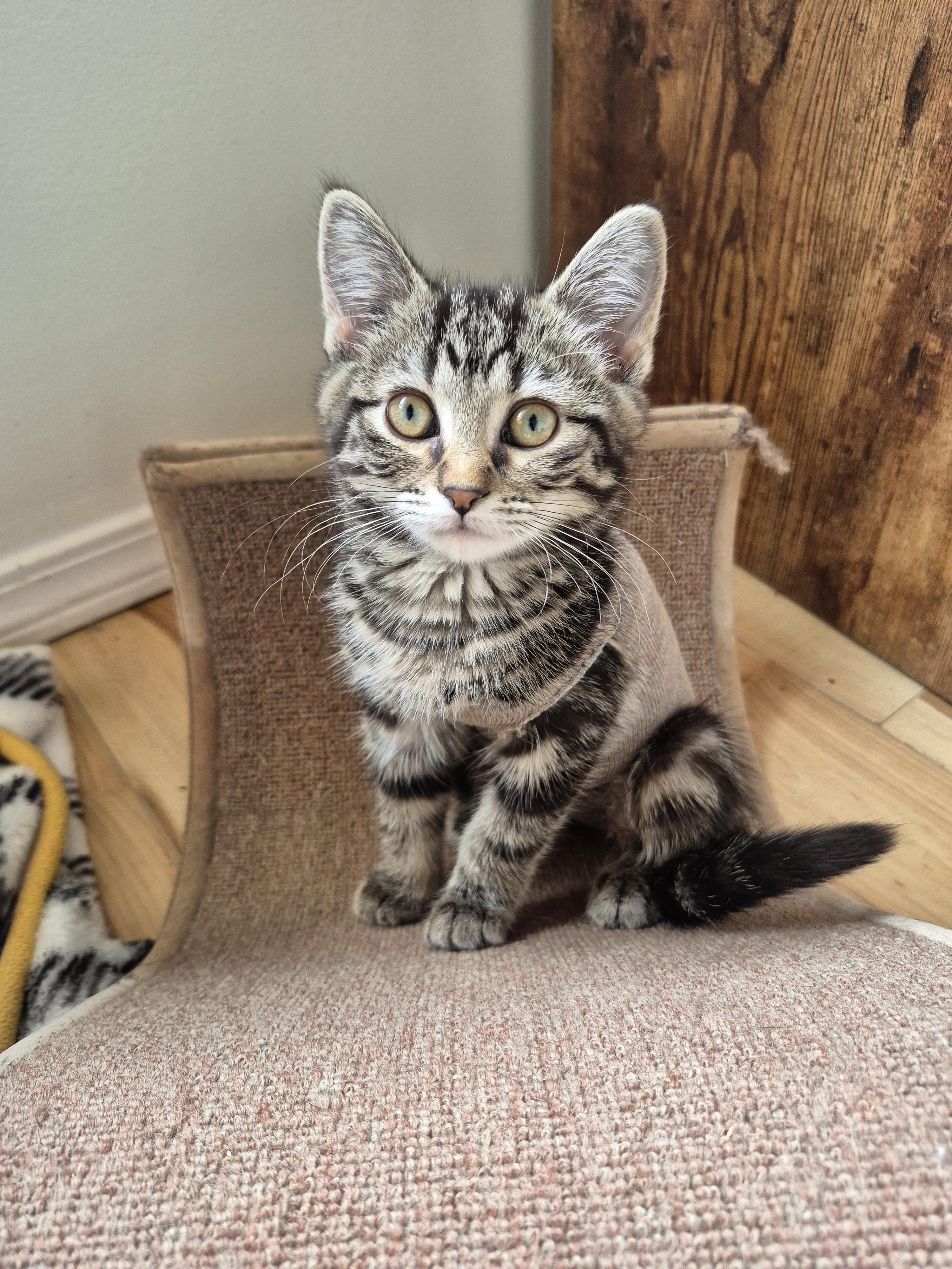 Enlarge Gia, an adopted Domestic Short Hair in Winnipeg, MB image 4/6