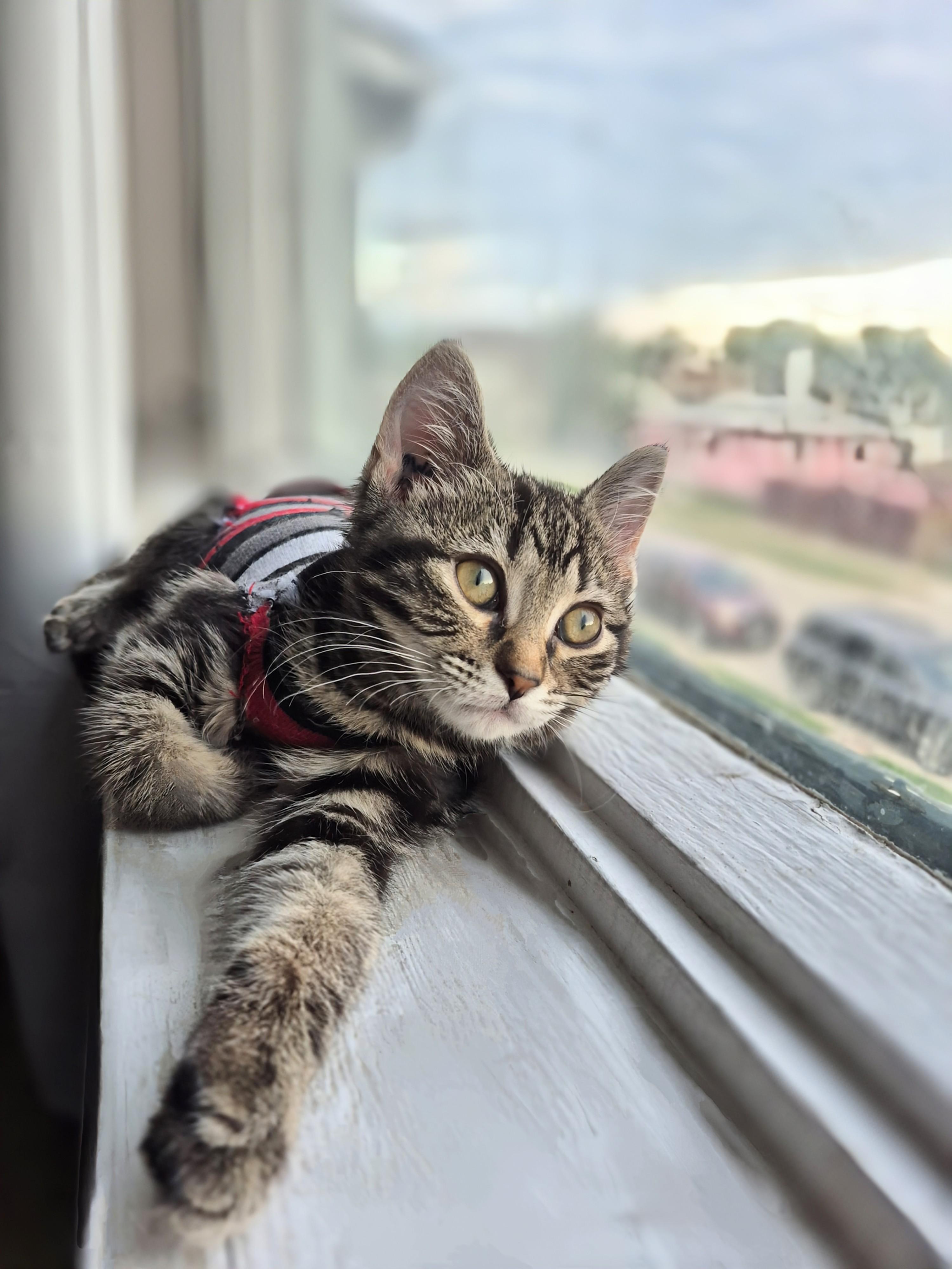 Enlarge Gia, an adopted Domestic Short Hair in Winnipeg, MB image 2/6