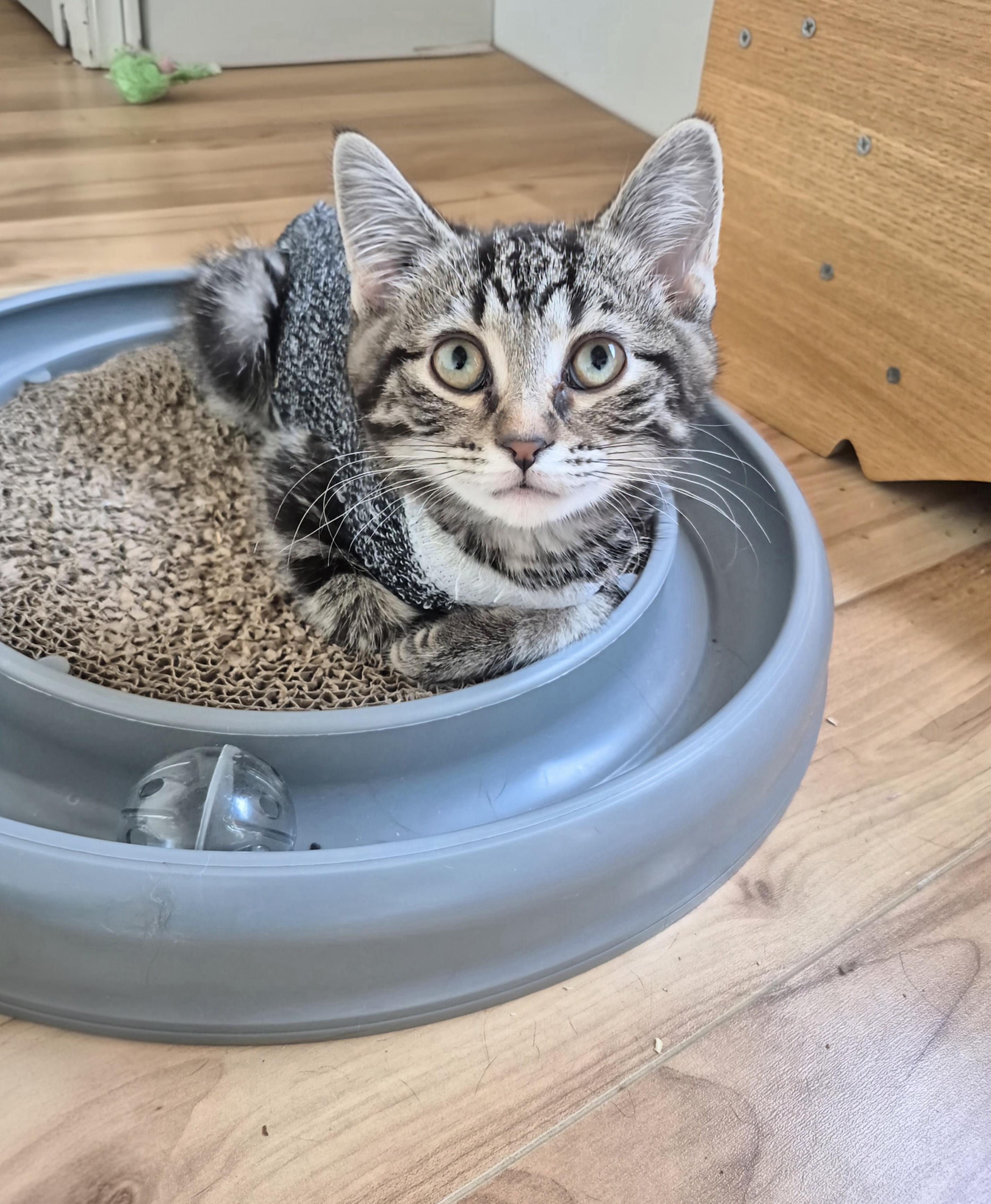 Enlarge Gia, an adopted Domestic Short Hair in Winnipeg, MB image 3/6