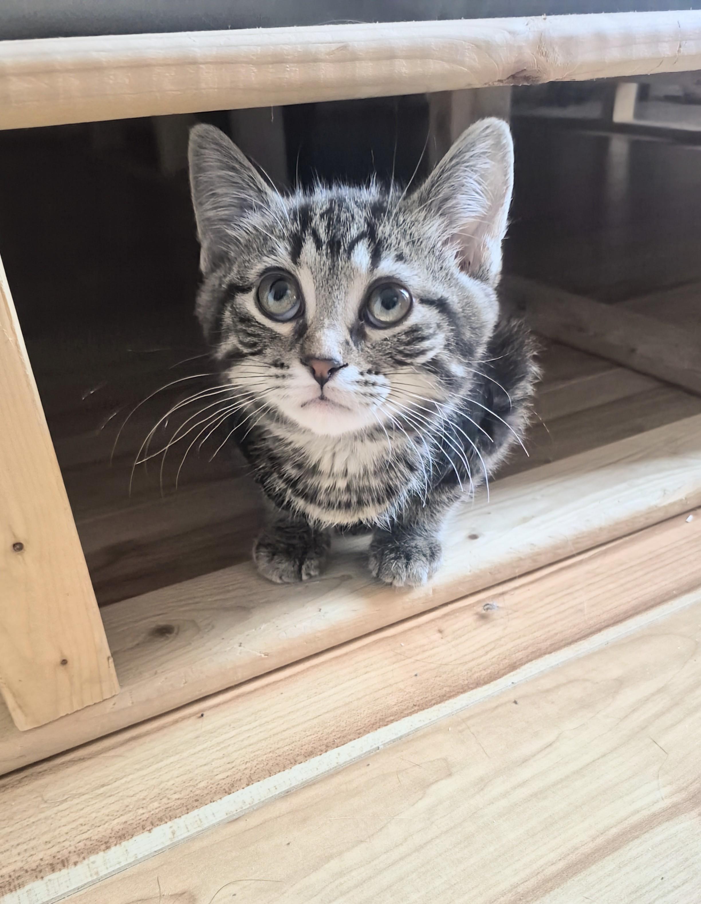 Enlarge Gia, an adopted Domestic Short Hair in Winnipeg, MB image 6/6