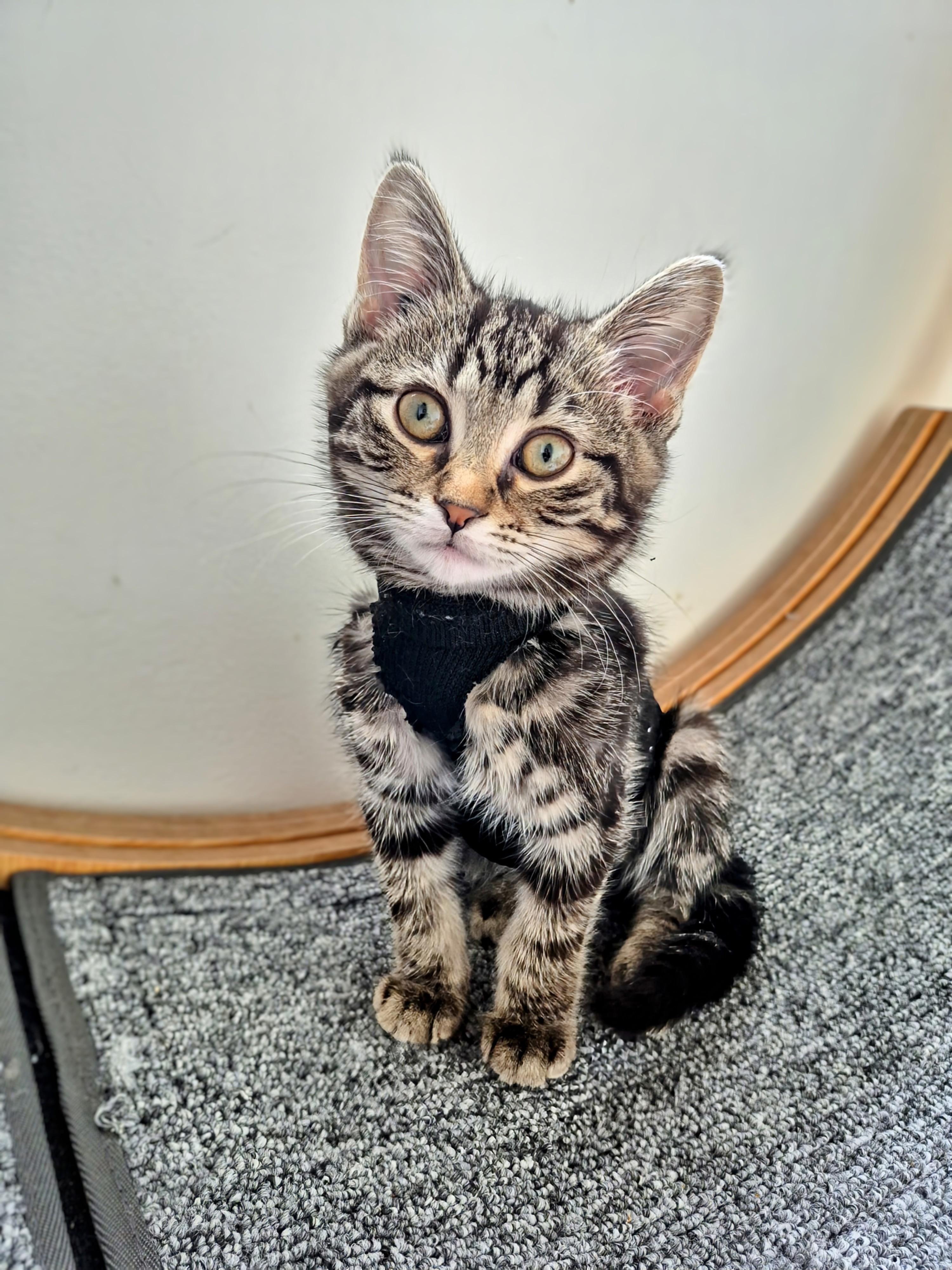 Gia, adopted, Kitten Female Domestic Short Hair.