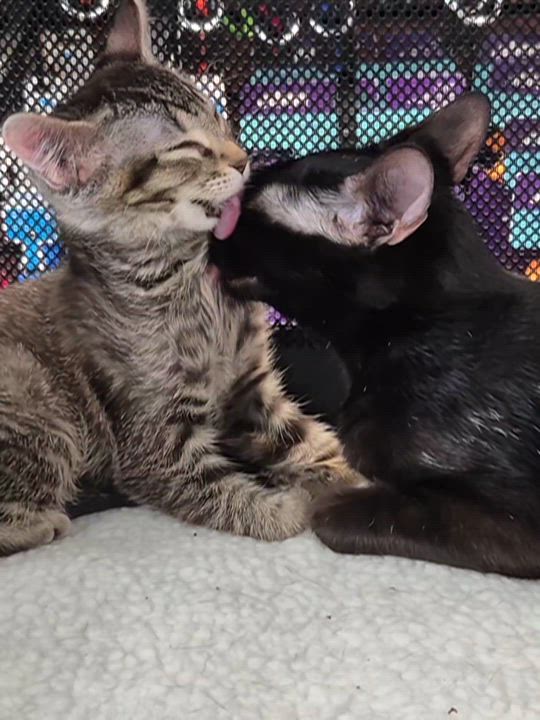 Enlarge Gia, an adopted Domestic Short Hair in Winnipeg, MB video 5/6