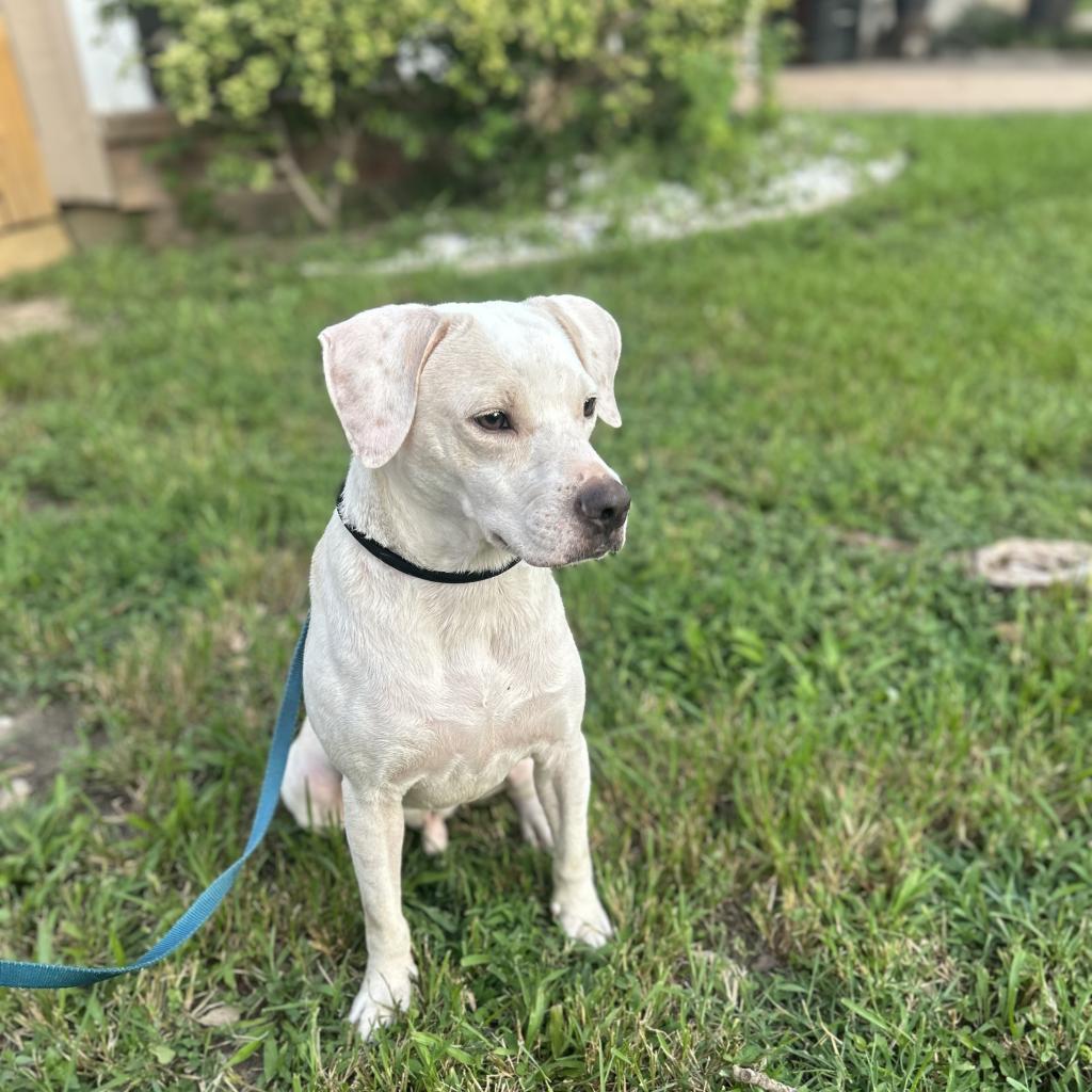 Casper, Adoptable, Adult Male Pit Bull Terrier.