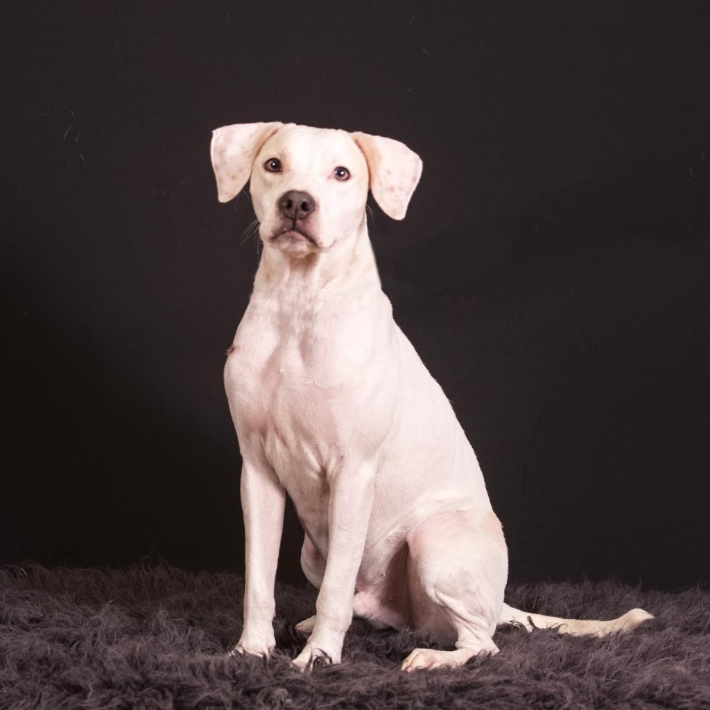 Casper, a Adoptable Pit Bull Terrier in Houston, TX image 1/6