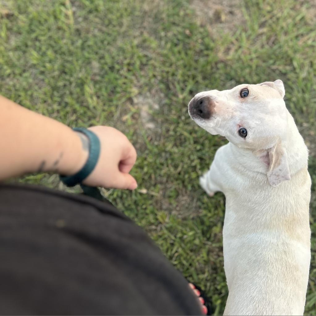 Casper, Adoptable, Adult Male Pit Bull Terrier.