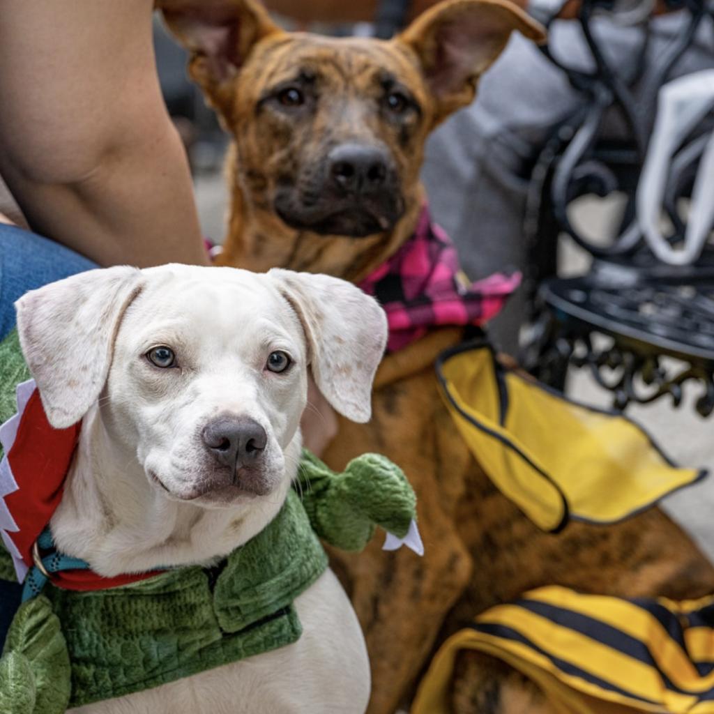 Casper, a Adoptable Pit Bull Terrier in Houston, TX image 3/6