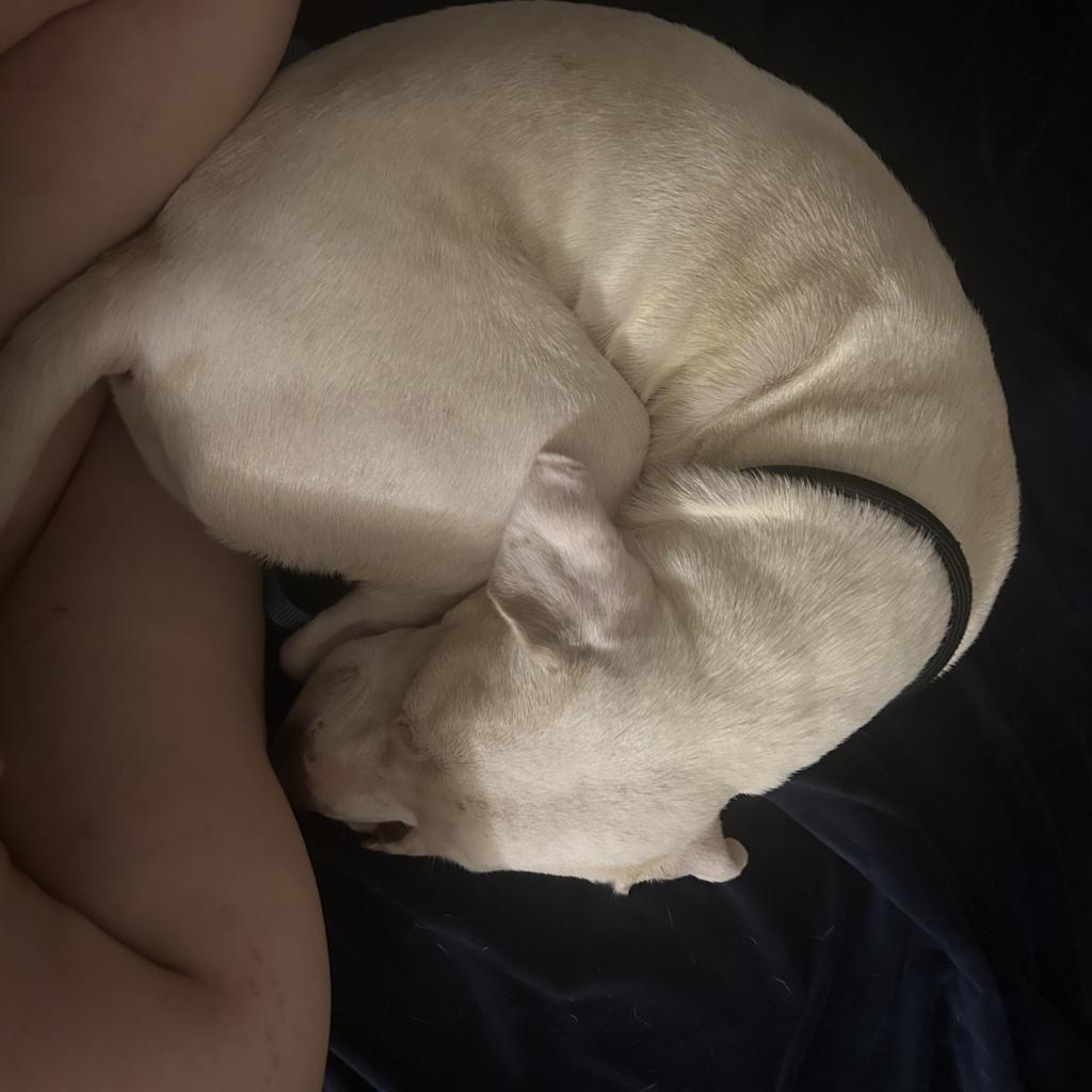 Casper, a Adoptable Pit Bull Terrier in Houston, TX image 5/6