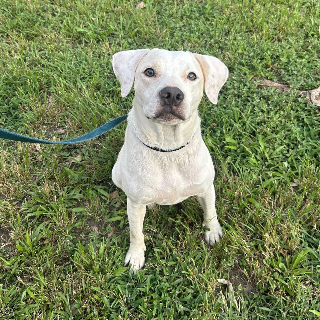 Casper, a Adoptable Pit Bull Terrier in Houston, TX image 6/6