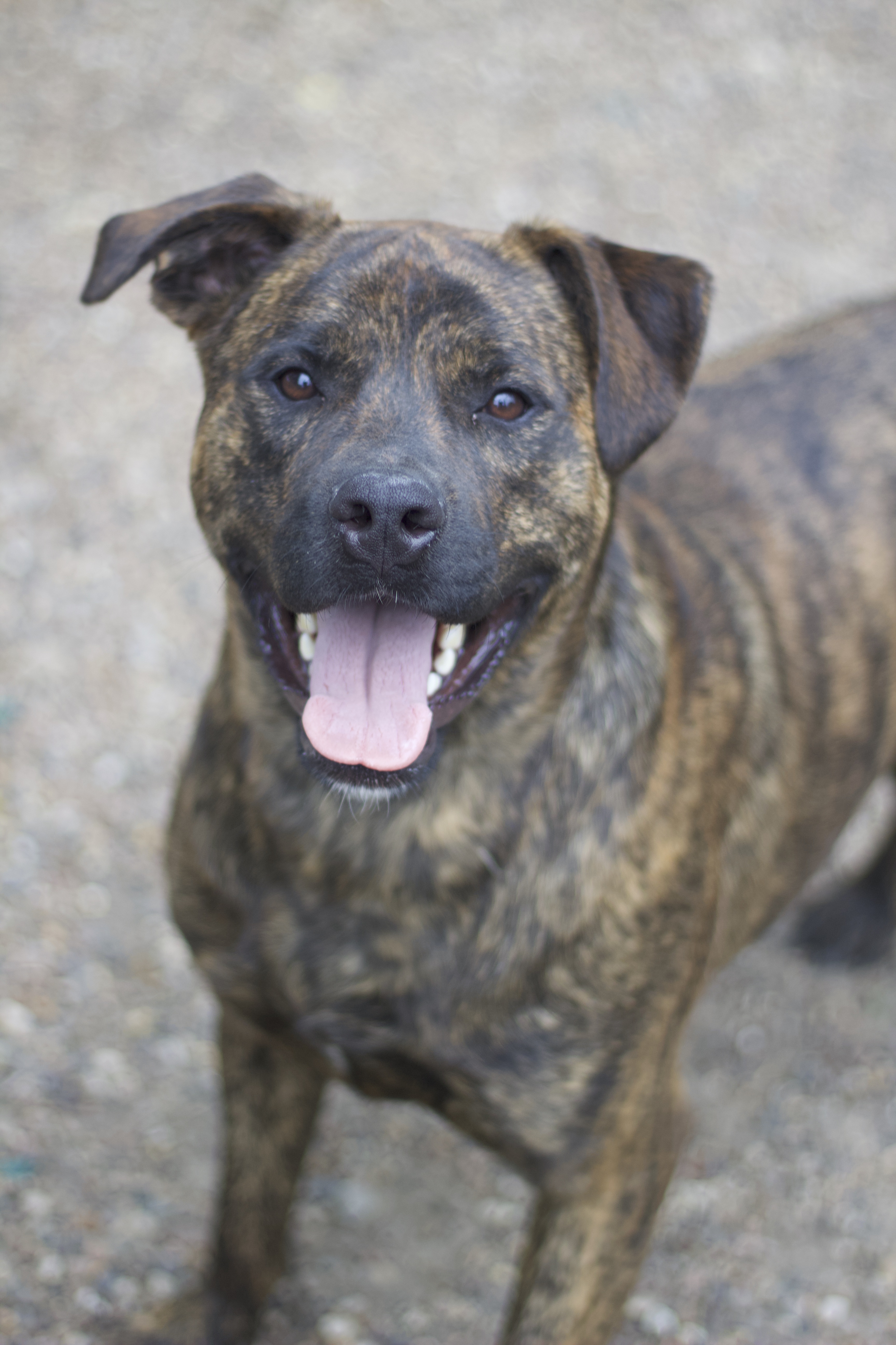 Bruno, a Adoptable Mountain Cur in Ottumwa, IA image 1/3