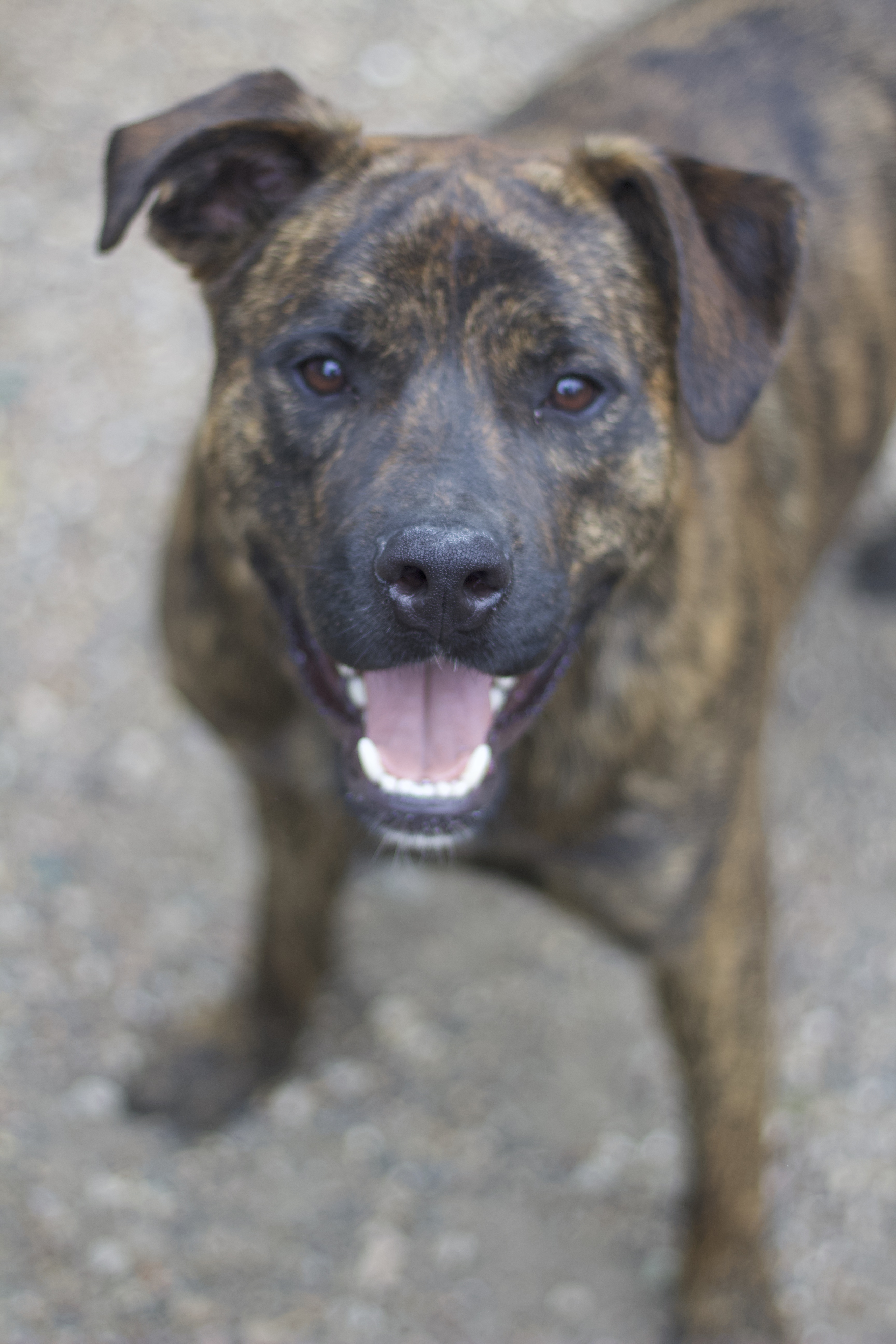 Bruno, a Adoptable Mountain Cur in Ottumwa, IA image 2/3