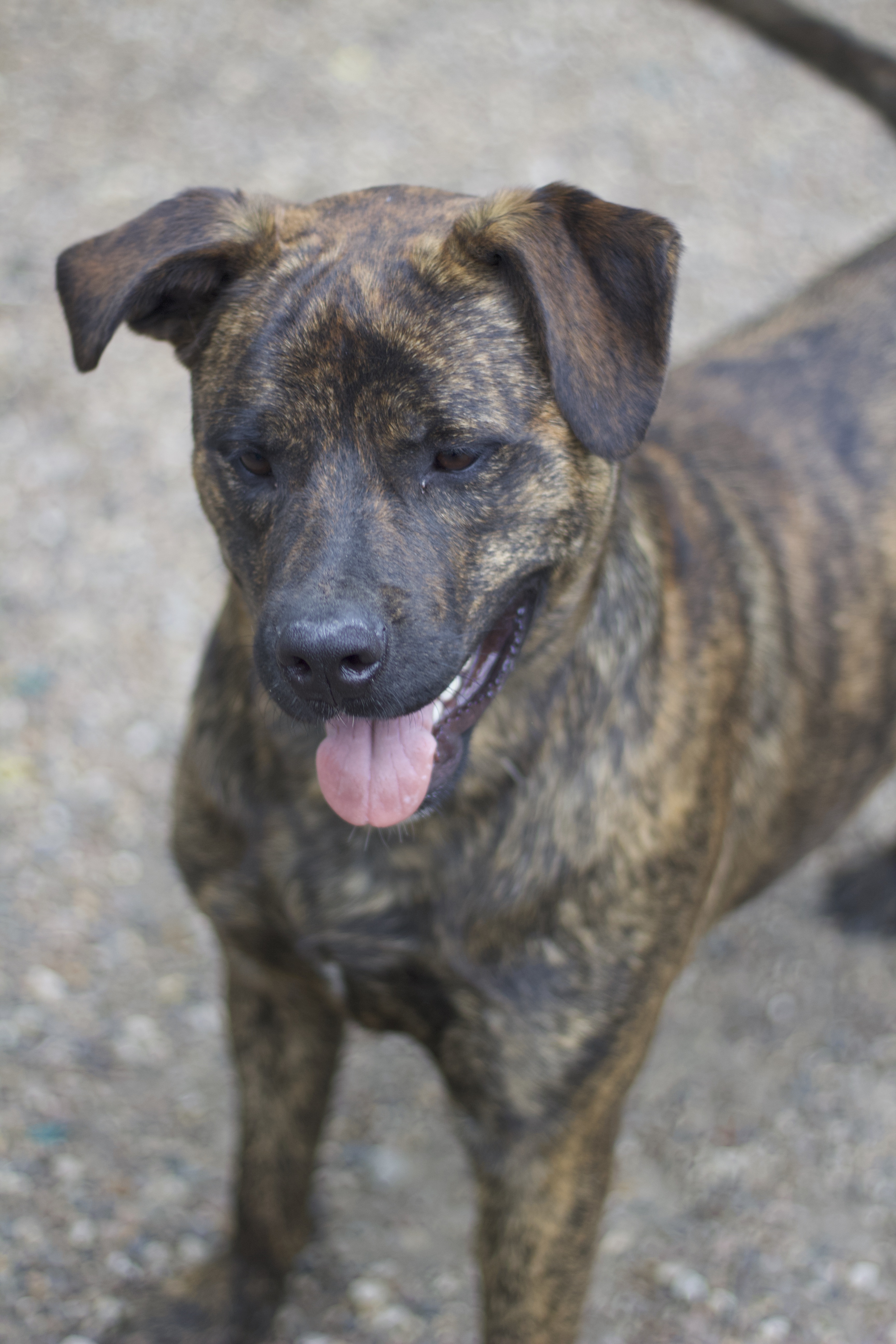 Bruno, a Adoptable Mountain Cur in Ottumwa, IA image 3/3