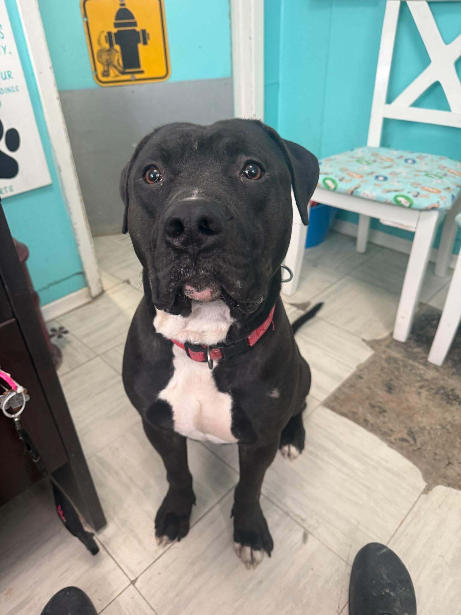 Diesel , ADOPTABLE, Young Male American Bulldog.