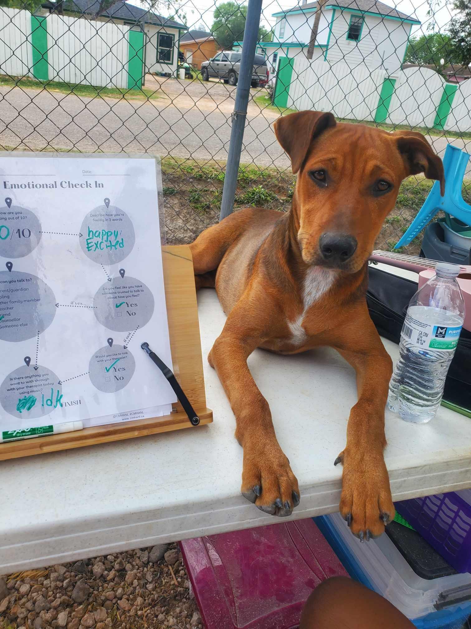 Honey, Young Female Mixed Breed