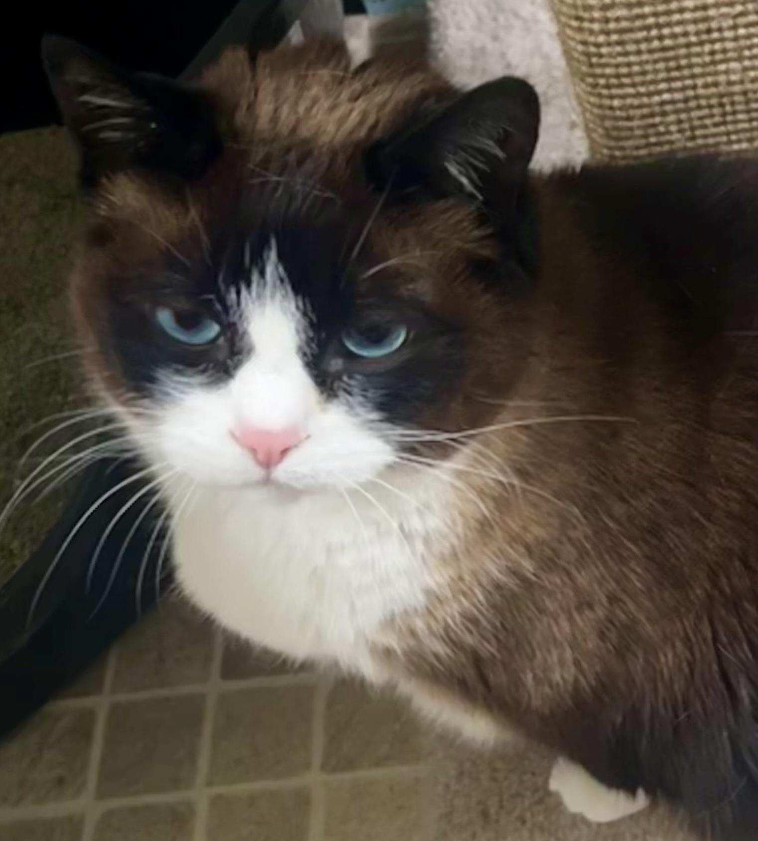 Dahlia, Adoptable, Adult Female Snowshoe & Siamese.